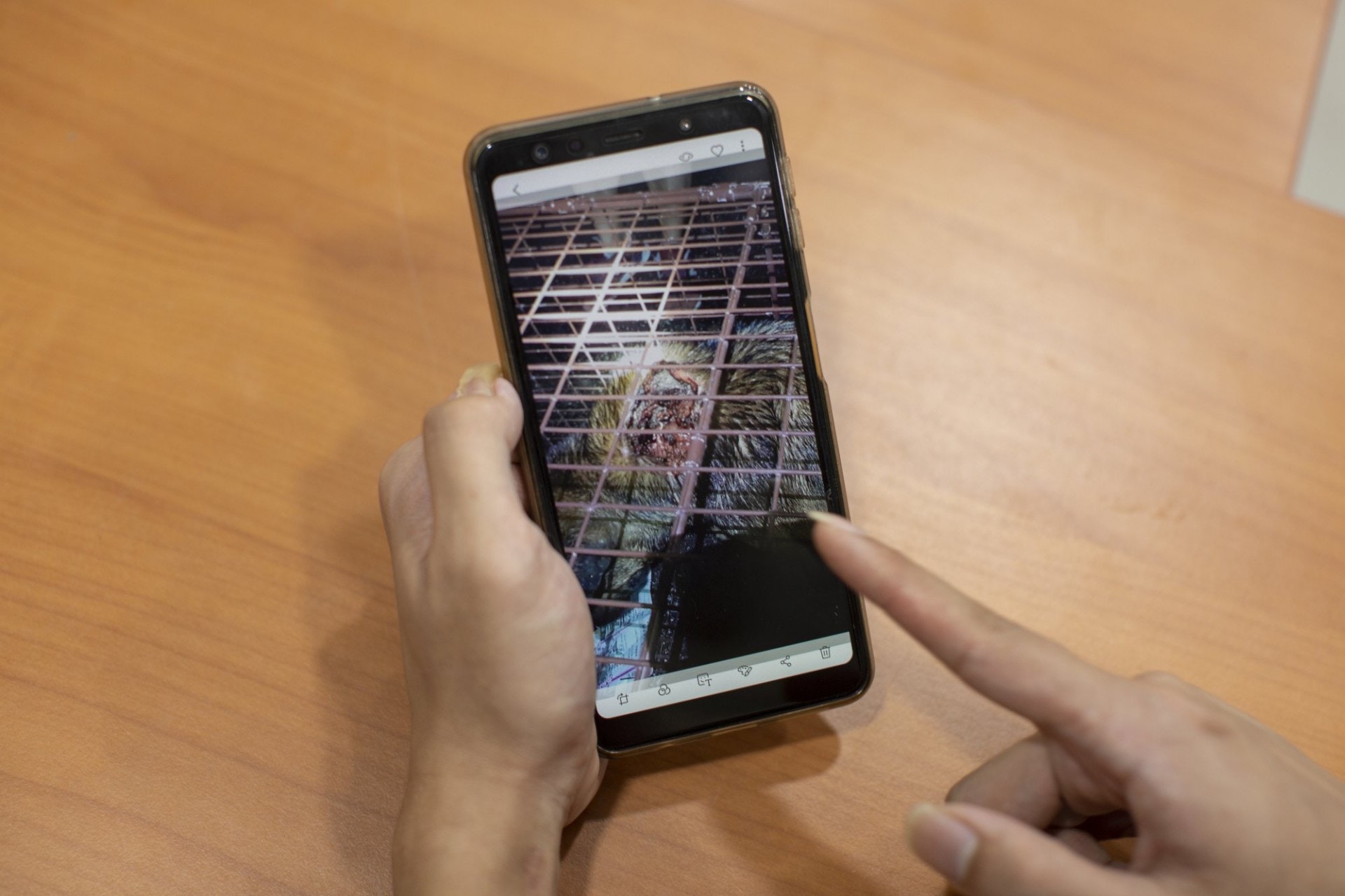 Goofy和烏咀的傷勢非常嚴重,如非Laurence及一眾義工及時誘捕,並把牠們送到NPV救治,再過幾天,相信將難以救回這兩條寶貴生命。(龔嘉盛攝) Goofy和烏咀的傷勢非常嚴重,如非Laurence及一眾義工及時誘捕,並把牠們送到NPV救治,再過幾天,相信將難以救回這兩條寶貴生命。(龔嘉盛攝)