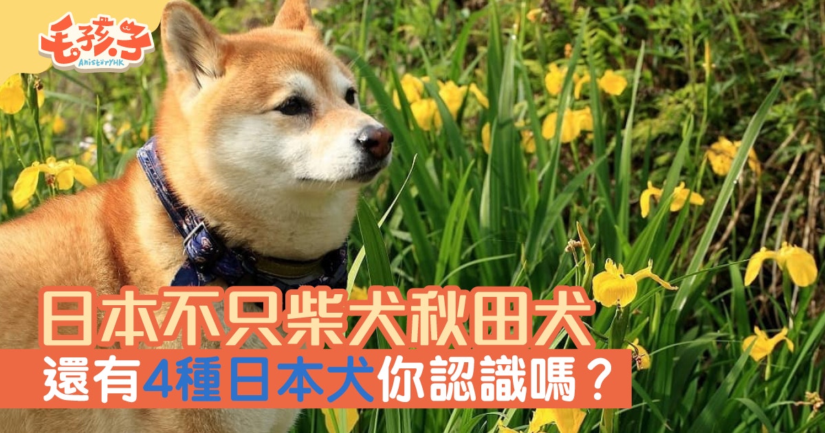 除咗柴犬 秋田犬原來還有牠們 日本狗狗你認識幾種