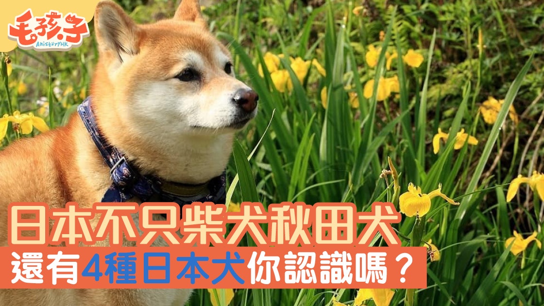 除咗柴犬 秋田犬原來還有牠們 日本狗狗你認識幾種 除咗柴犬 秋田犬原來還有牠們 日本狗狗你認識幾種