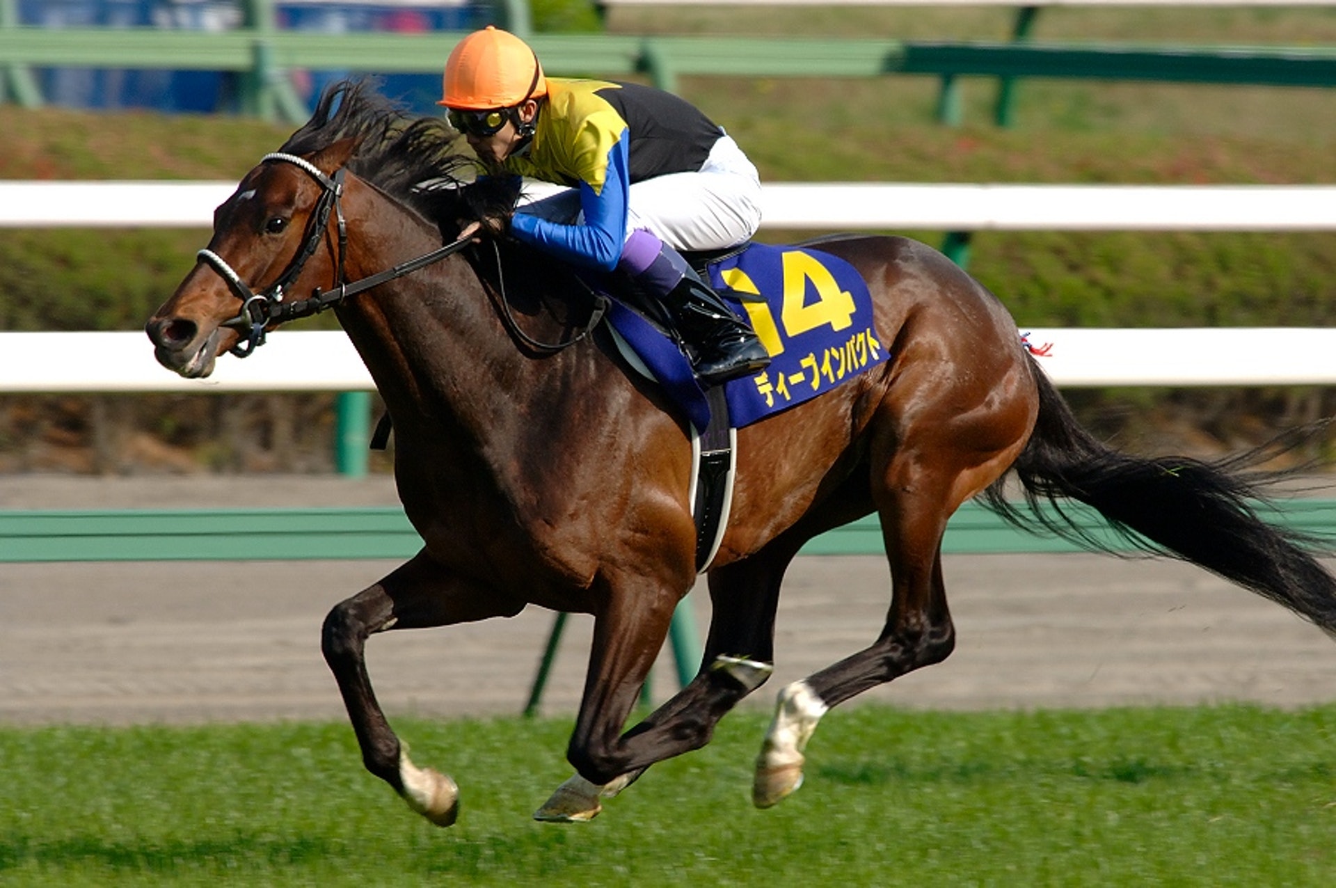 賽馬 日本 史上最強馬 大震撼離世從最佳拍檔的話回顧一生 賽馬 日本 史上最強馬 大震撼離世從最佳拍檔的話回顧一生