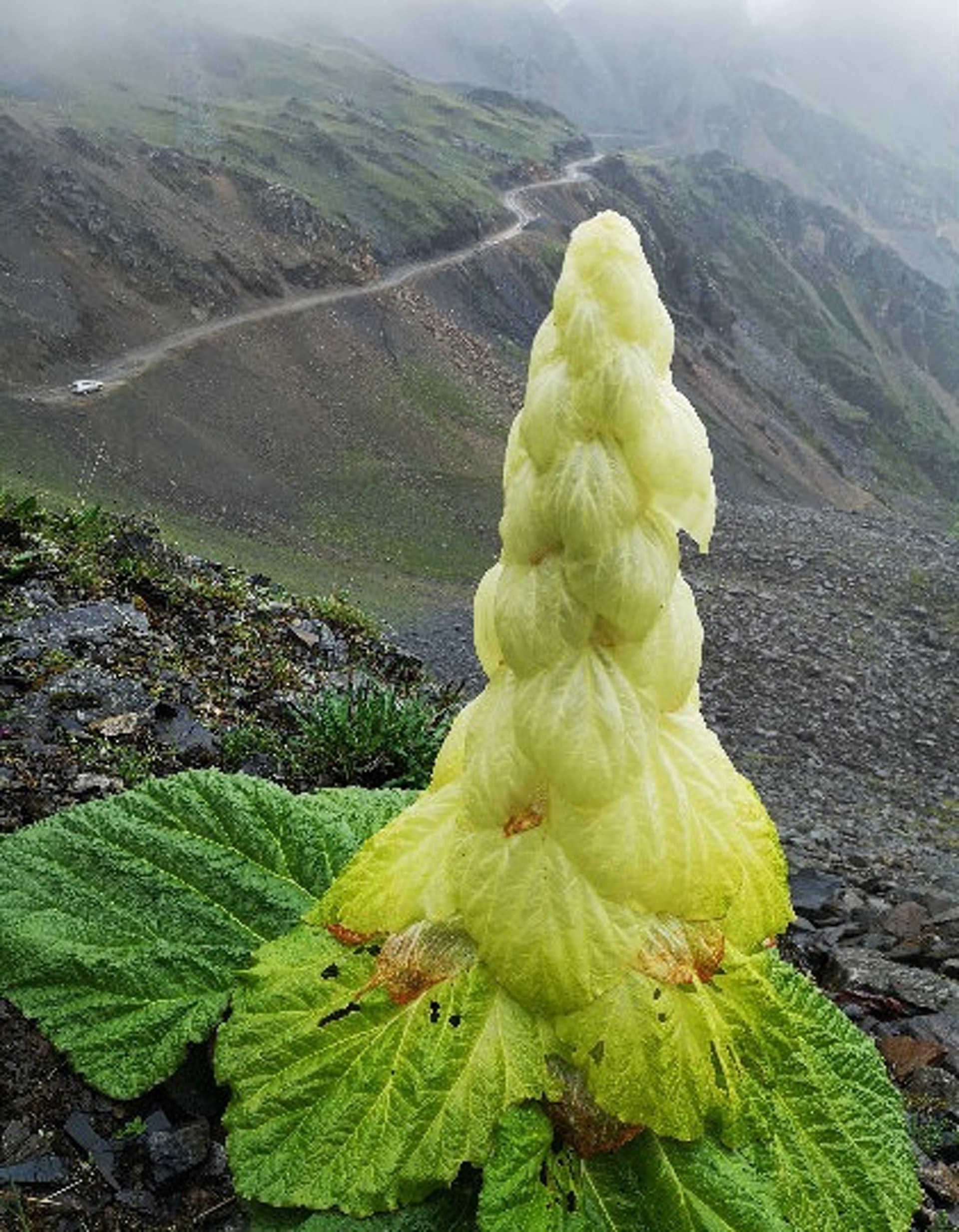 塔黃有「高山巨人」之稱,需要經過15至45年的營養積累才會開花,而且一生只開一次花。(微博@新華網圖片) 塔黃有「高山巨人」之稱,需要經過15至45年的營養積累才會開花,而且一生只開一次花。(微博@新華網圖片)