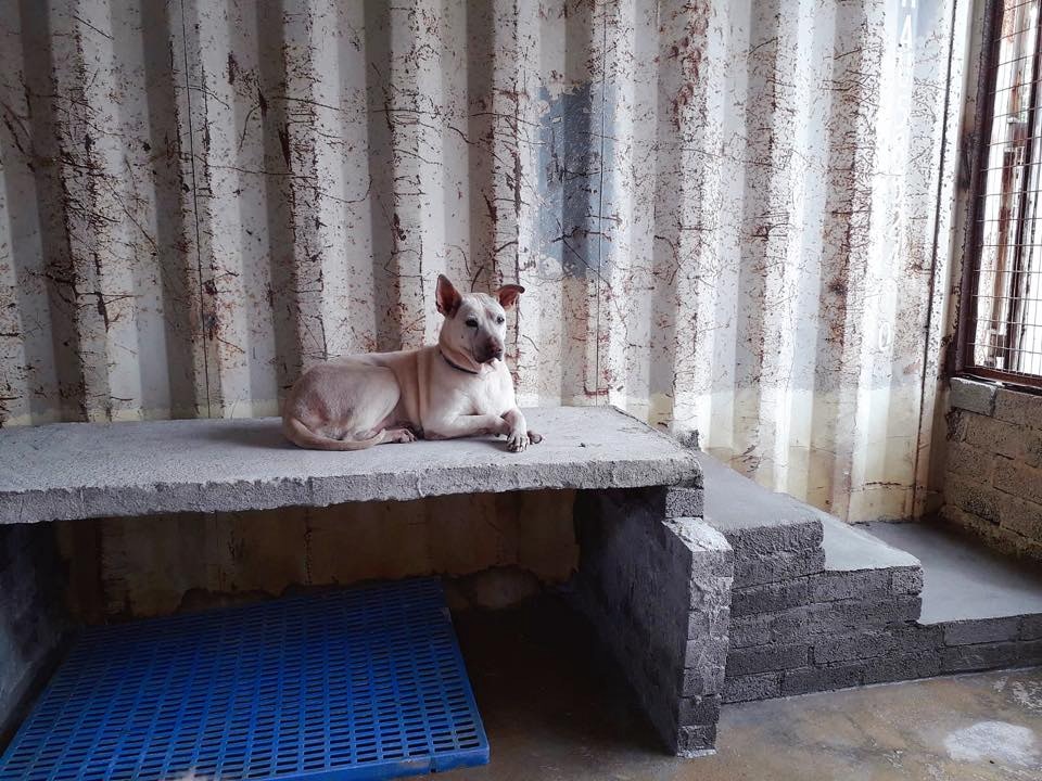 今年RCAP拯救遺棄寵物中心預先加築高台,希望可以避免狗狗受水浸影響。(RCAP拯救遺棄寵物中心) 今年RCAP拯救遺棄寵物中心預先加築高台,希望可以避免狗狗受水浸影響。(RCAP拯救遺棄寵物中心)