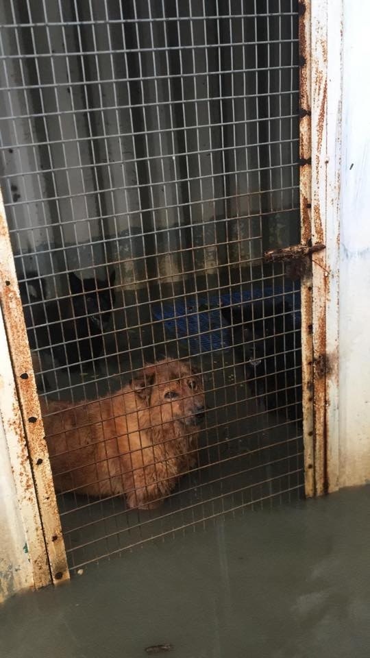 由於中心各處均受海水淹浸,場內犬隻一度在浸泡於污濁的海水中。(RCAP拯救遺棄寵物中心) 由於中心各處均受海水淹浸,場內犬隻一度在浸泡於污濁的海水中。(RCAP拯救遺棄寵物中心)