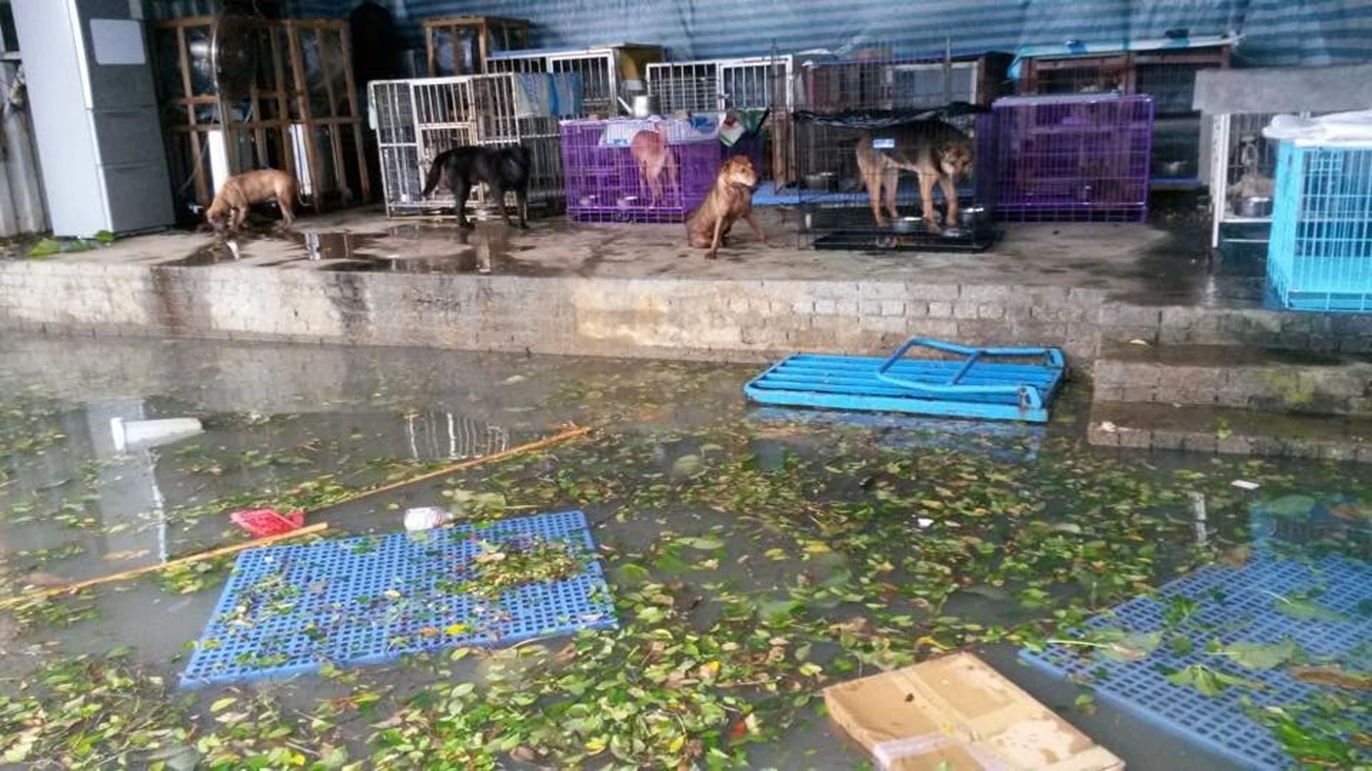 沙包、水馬亦無法阻擋海水侵襲,沙包被強風吹走,水馬被吹翻隨海水在場內飄流。(RCAP拯救遺棄寵物中心) 沙包、水馬亦無法阻擋海水侵襲,沙包被強風吹走,水馬被吹翻隨海水在場內飄流。(RCAP拯救遺棄寵物中心)