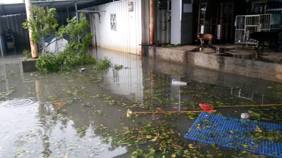 去年因海水倒灌,洪水仍不斷湧入倉內,水深已及人的腰部。(RCAP拯救遺棄寵物中心) 去年因海水倒灌,洪水仍不斷湧入倉內,水深已及人的腰部。(RCAP拯救遺棄寵物中心)