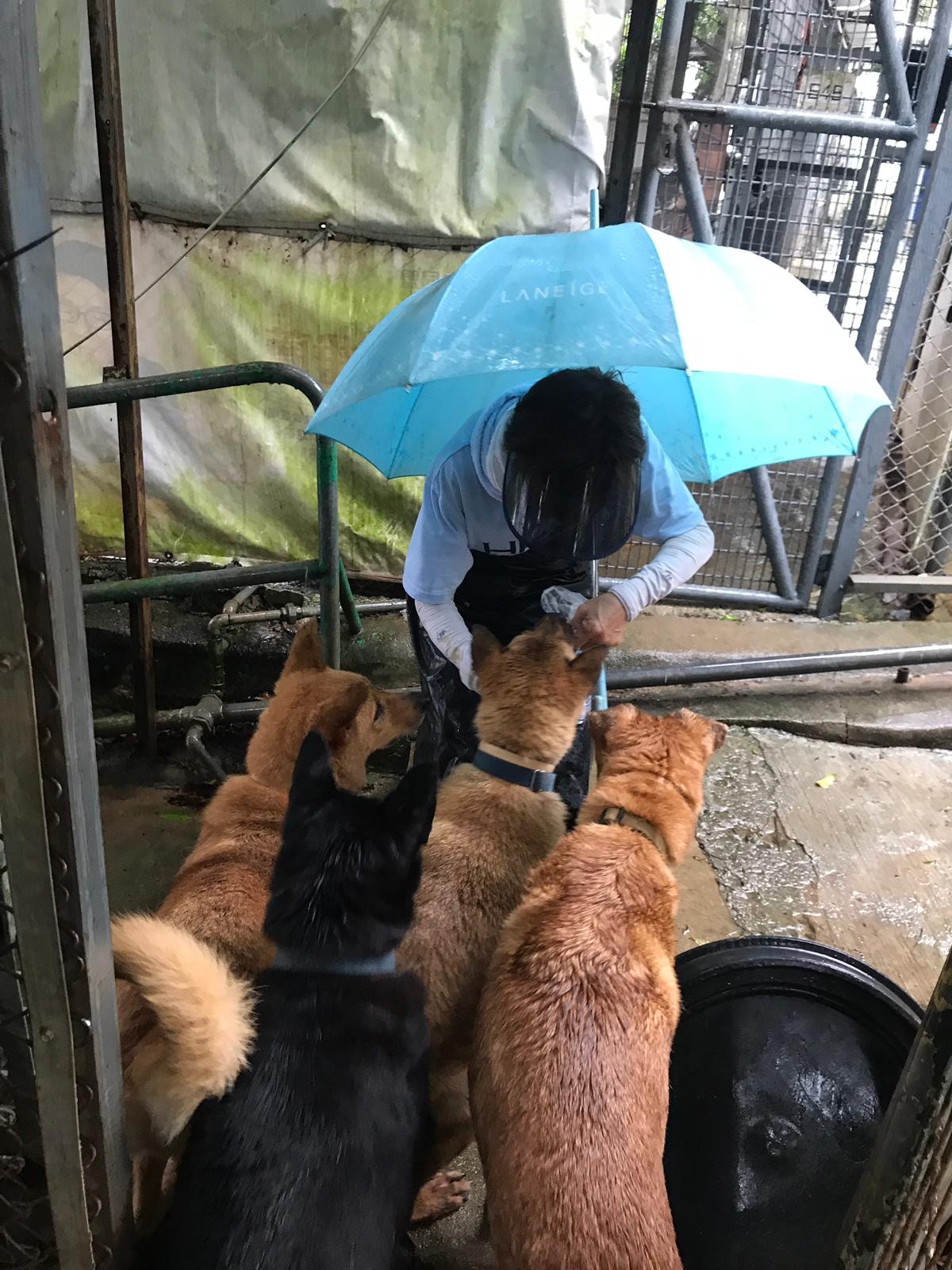 目前HKDR已經有相熟義工幫忙安撫狗隻。(救狗之家) 目前HKDR已經有相熟義工幫忙安撫狗隻。(救狗之家)