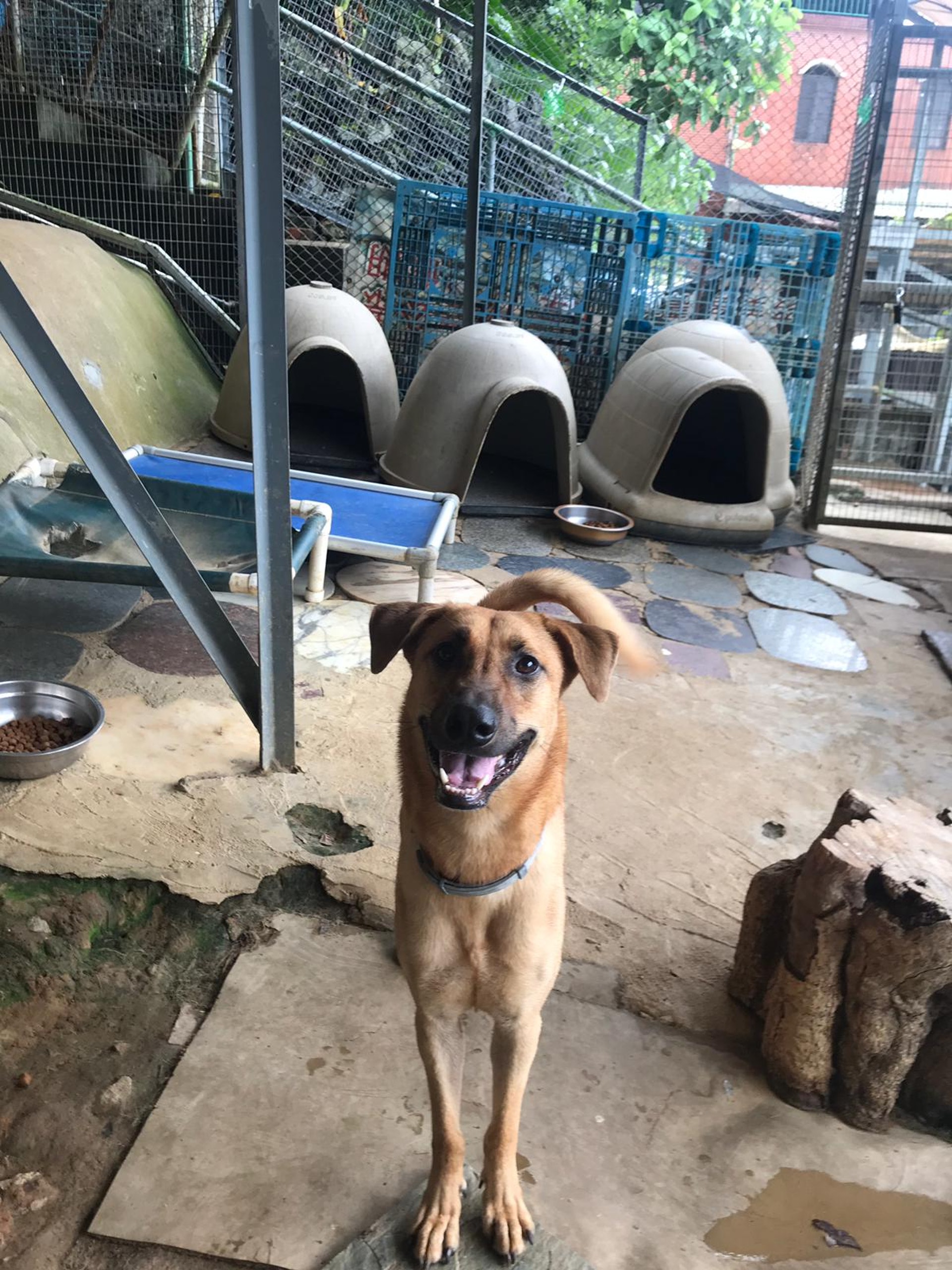 負責人表示場內情況平靜。(救狗之家) 負責人表示場內情況平靜。(救狗之家)