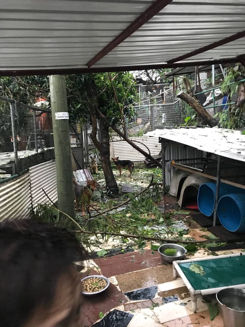 去年救狗之家位於大埔的領養中心,損毀程度跟以往颱風相若,惟場內有大樹倒塌,需要清理。(救狗之家) 去年救狗之家位於大埔的領養中心,損毀程度跟以往颱風相若,惟場內有大樹倒塌,需要清理。(救狗之家)