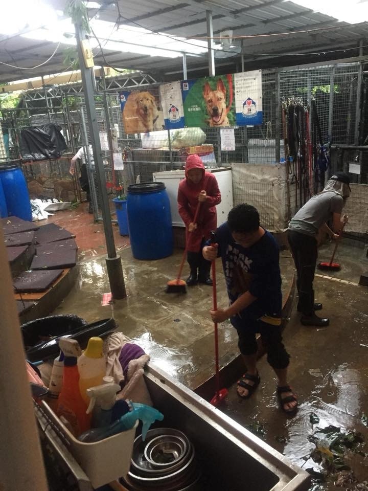 救狗之家大埔領養中心去年停電、停水。(救狗之家) 救狗之家大埔領養中心去年停電、停水。(救狗之家)