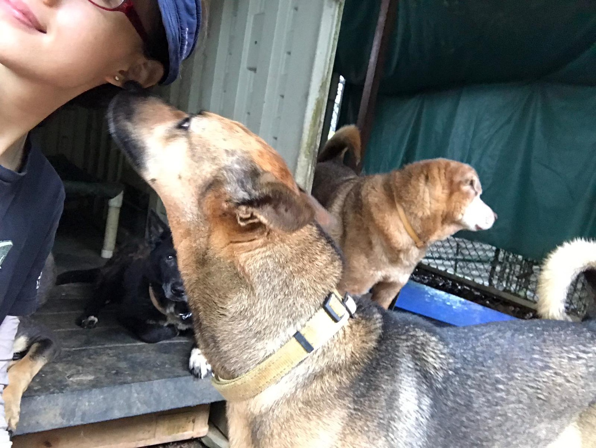 狗隻心情稍為平定。(救狗之家) 狗隻心情稍為平定。(救狗之家)