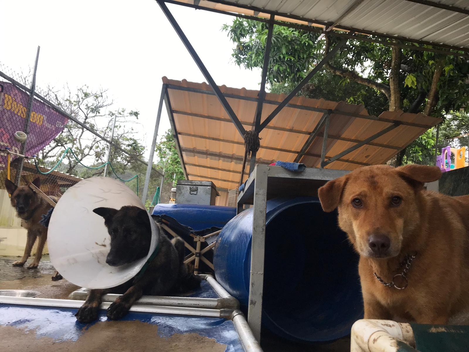 惟狗狗因打風而感到驚恐。(救狗之家) 惟狗狗因打風而感到驚恐。(救狗之家)