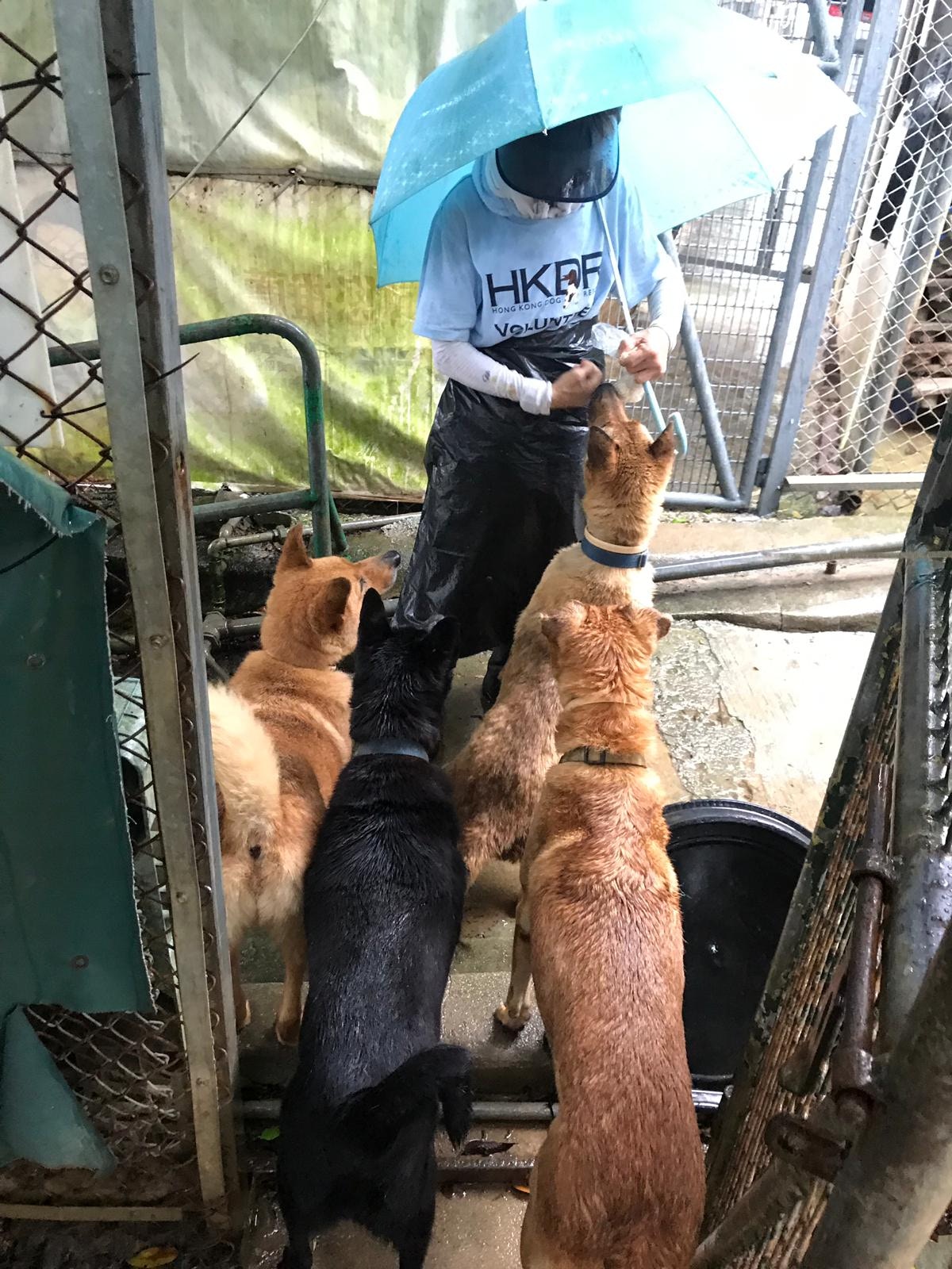 負責人表示相關設施已在颱風抵港前復修,相信能應付是次颱風。(救狗之家) 負責人表示相關設施已在颱風抵港前復修,相信能應付是次颱風。(救狗之家)