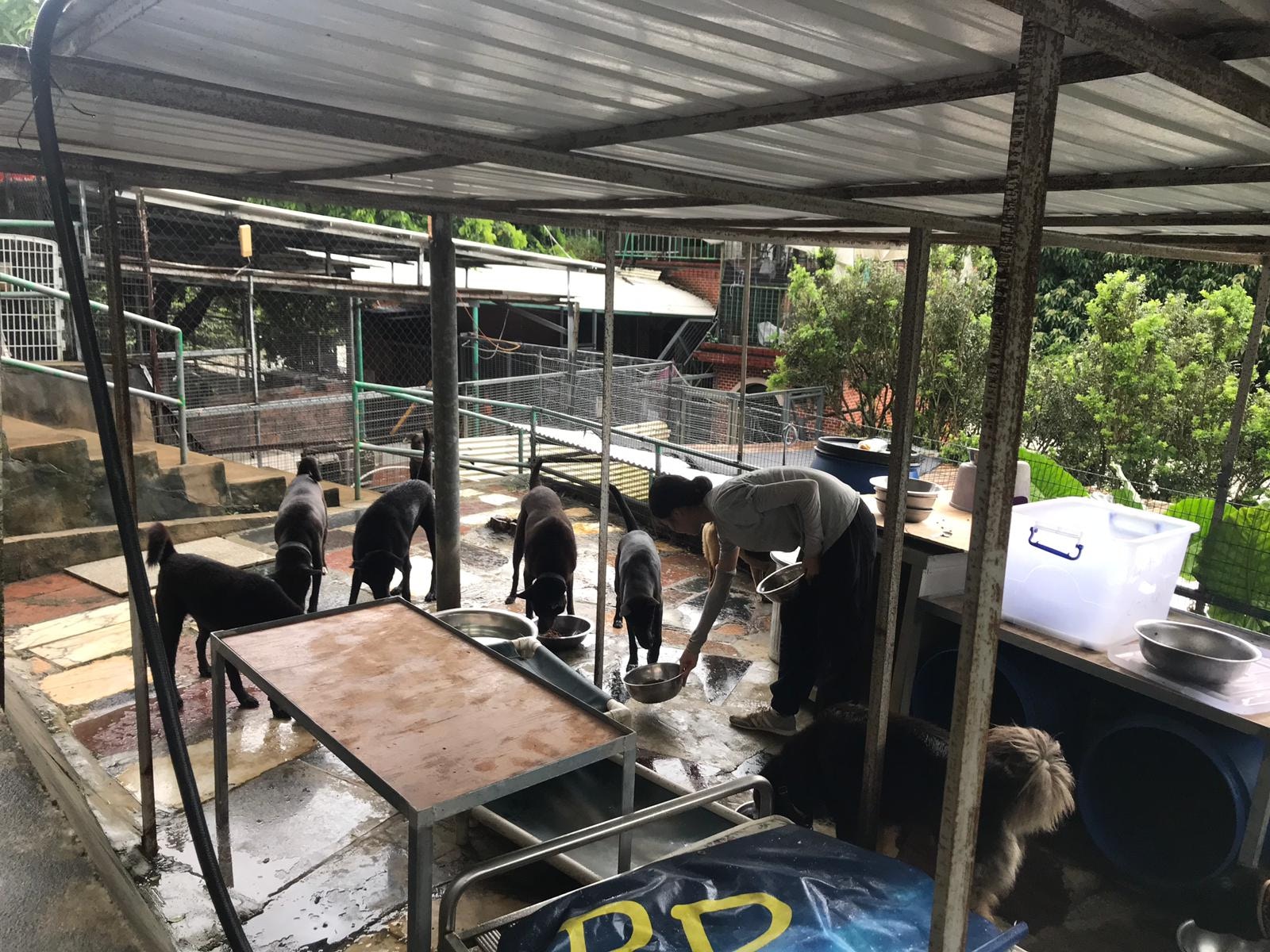 目前已有義工到場安撫場內狗隻。(救狗之家) 目前已有義工到場安撫場內狗隻。(救狗之家)