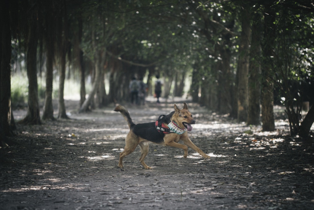寵愛唐狗 義氣仔女代表 初六 膽小卻最重情義 香港01 寵物