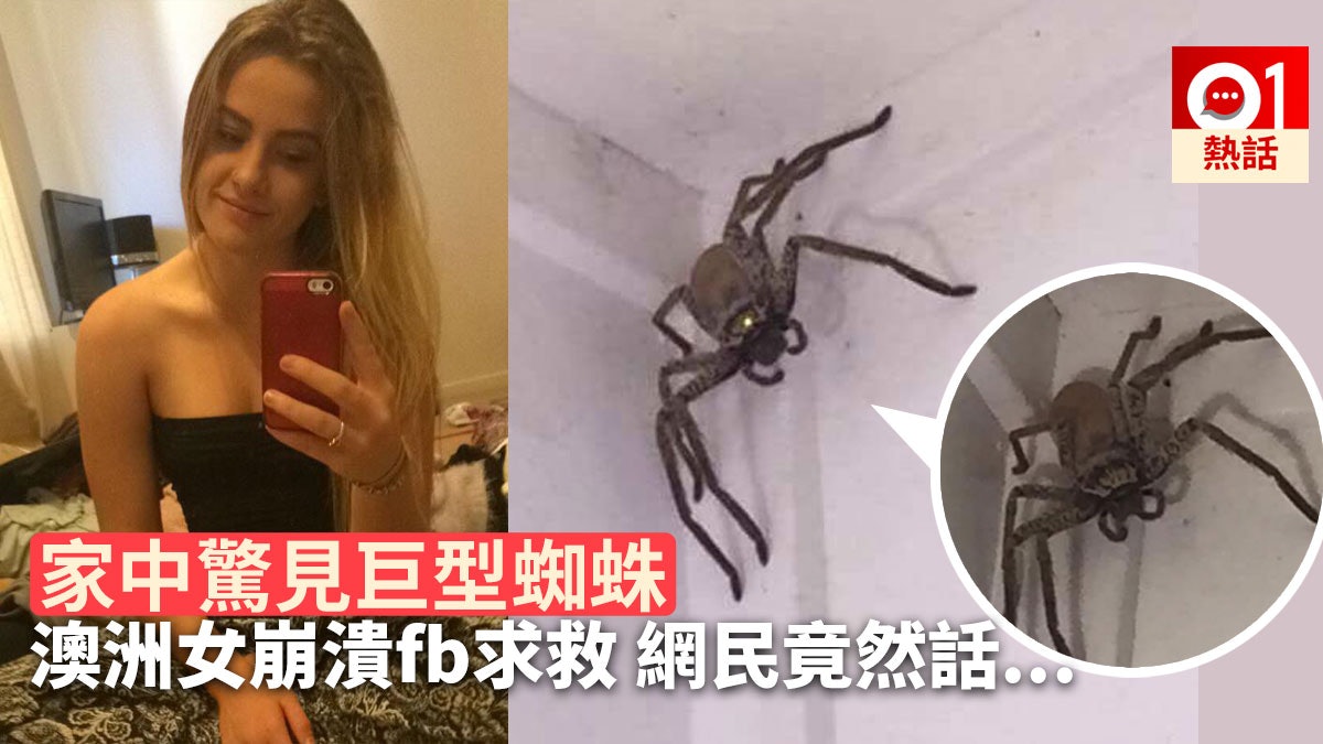 家中驚見巨型蜘蛛手掌般大澳洲美女fb求救網民笑稱 燒掉房子 家中驚見巨型蜘蛛手掌般大澳洲美女fb求救網民笑稱 燒掉房子