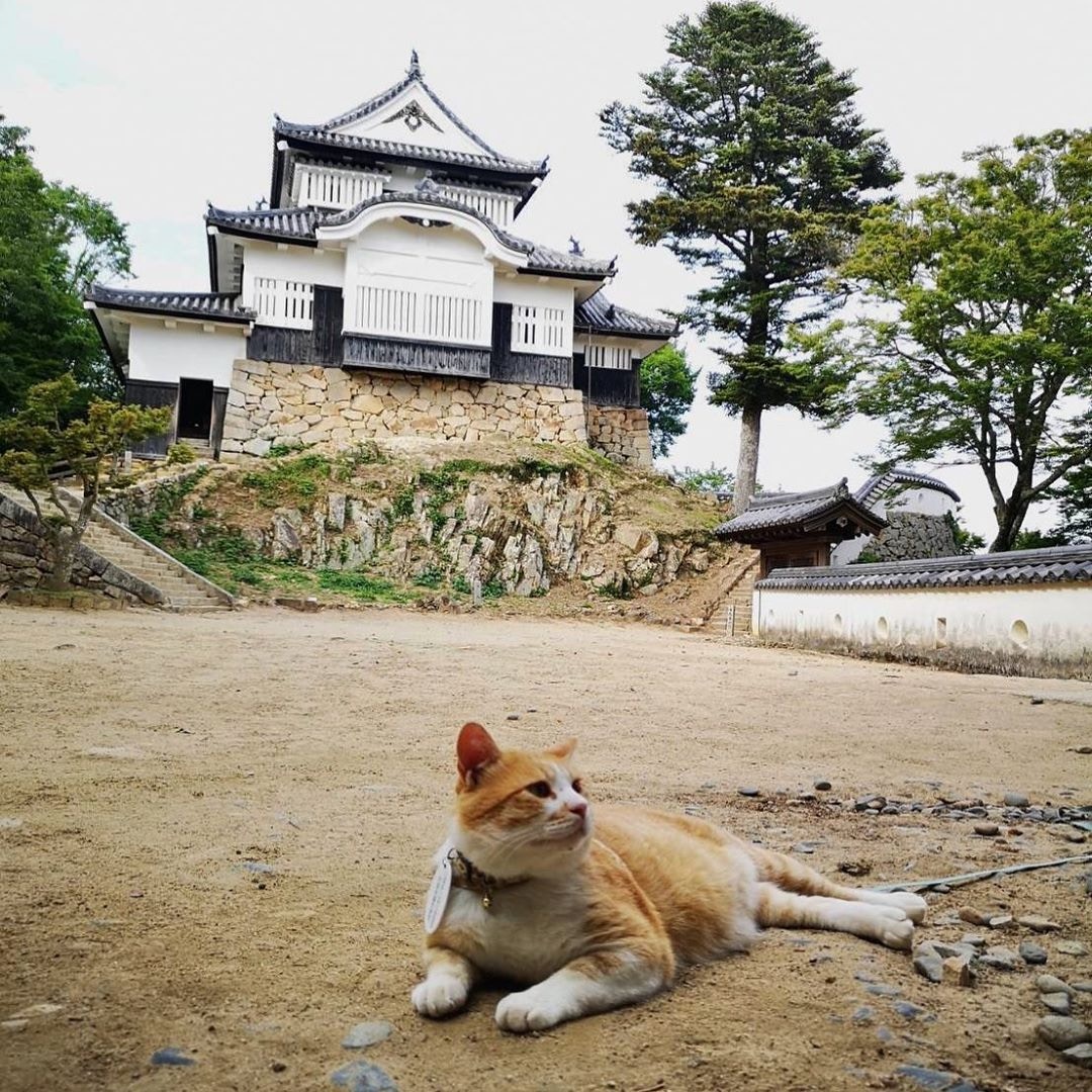 日本領養貓 橘貓 十三郎 每日出巡霸氣背後有個可憐身世