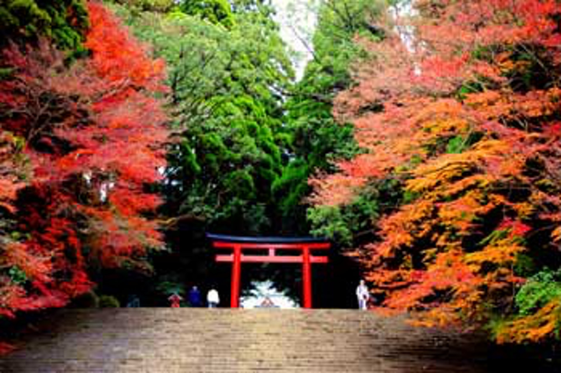 日本紅葉19 九州7大賞楓景點 預測福岡 鹿兒島最佳賞楓期 香港01 旅遊 日本紅葉19 九州7大賞楓景點 預測福岡 鹿兒島最佳賞楓期 香港01 旅遊