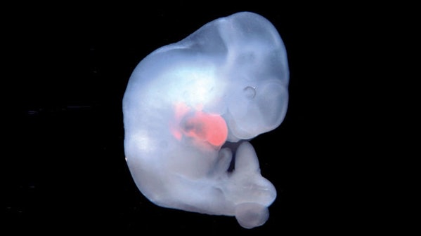 西班牙科學團隊在中國培植「人猴胚胎」 聲稱實驗成功 西班牙科學團隊在中國培植「人猴胚胎」 聲稱實驗成功