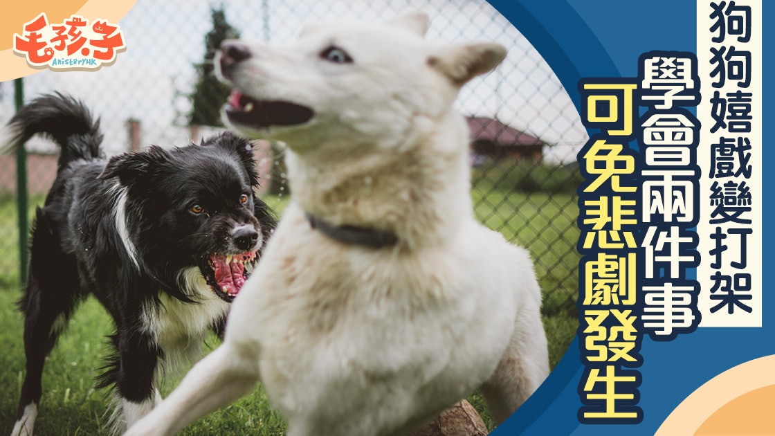 狗行為 不想玩耍變打架 看見這些警號主人便要留意了 香港01 寵物