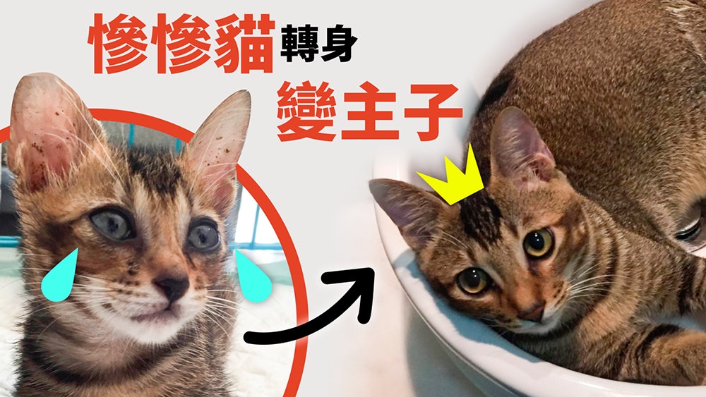 貓B曾困Tesla車底 獲領養後脫胎竟變家中「老虎」?! 貓B曾困Tesla車底 獲領養後脫胎竟變家中「老虎」?!