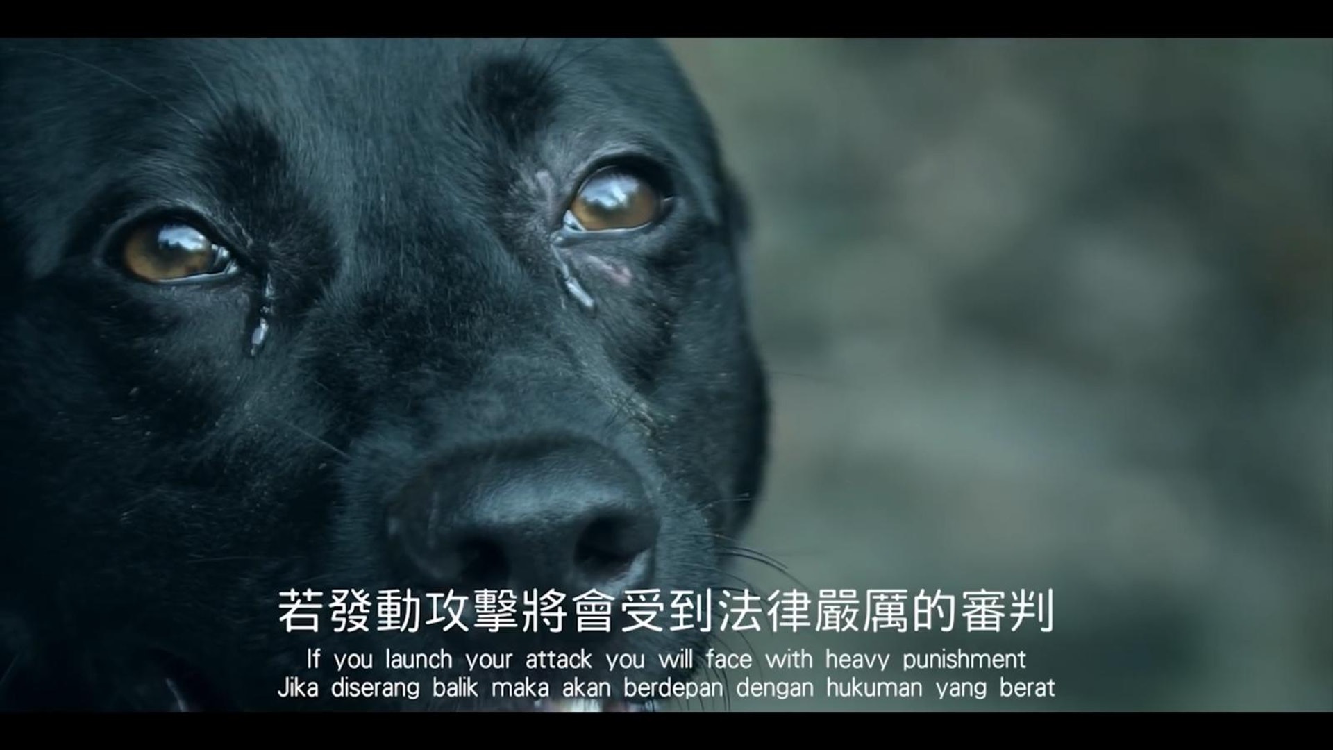 黃明志新歌 流浪狗 兩日衝70萬點擊感激蕭敬騰無條件助陣 香港01 即時娛樂