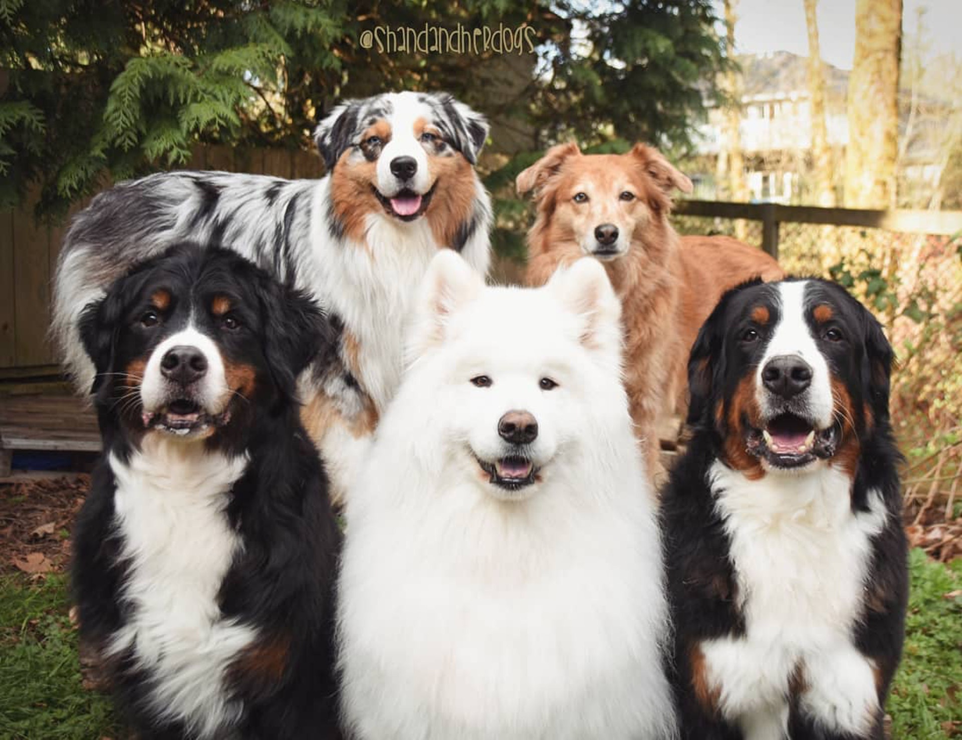 寵物善終 伯恩山犬這天不得不道別是時候跟狗兄弟說再見了 寵物善終 伯恩山犬這天不得不道別是時候跟狗兄弟說再見了