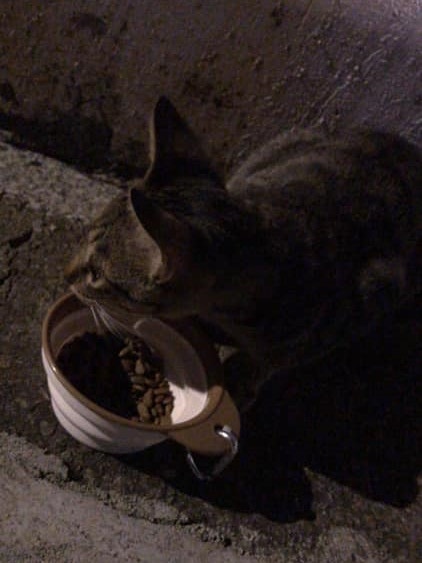 張小姐定時會前地盤餵貓。 (受訪者提供) 張小姐定時會前地盤餵貓。 (受訪者提供)