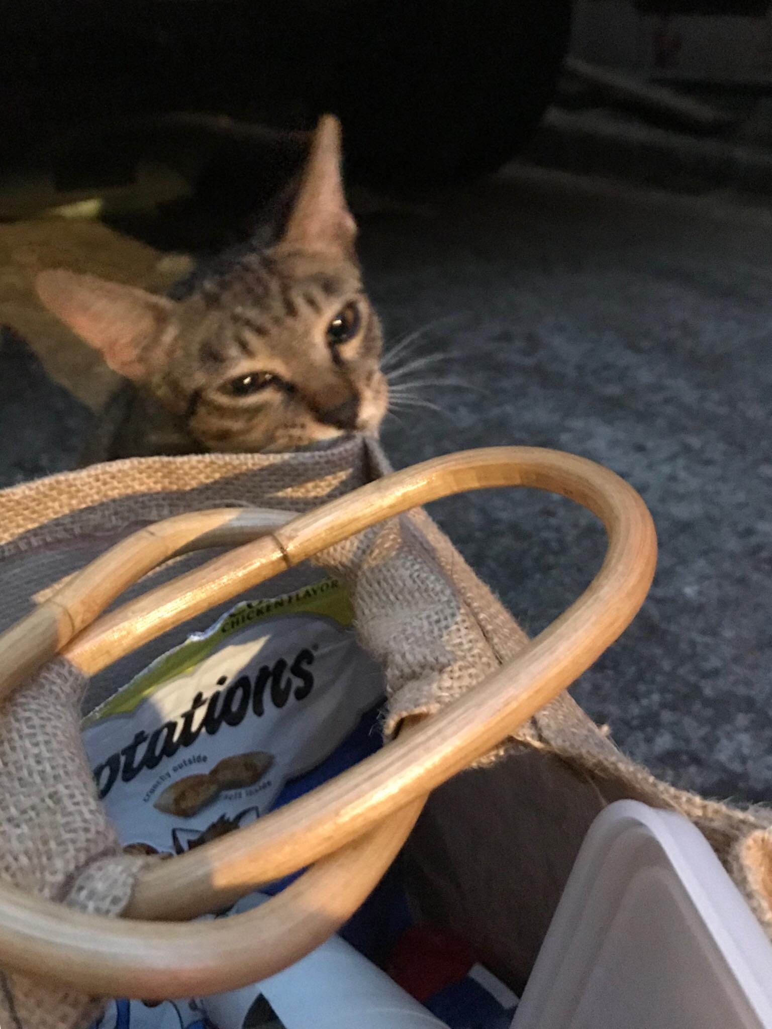 一行人行裝輕便,通常只會帶少量個人物品、貓糧及糧兜。(受訪者提供) 一行人行裝輕便,通常只會帶少量個人物品、貓糧及糧兜。(受訪者提供)