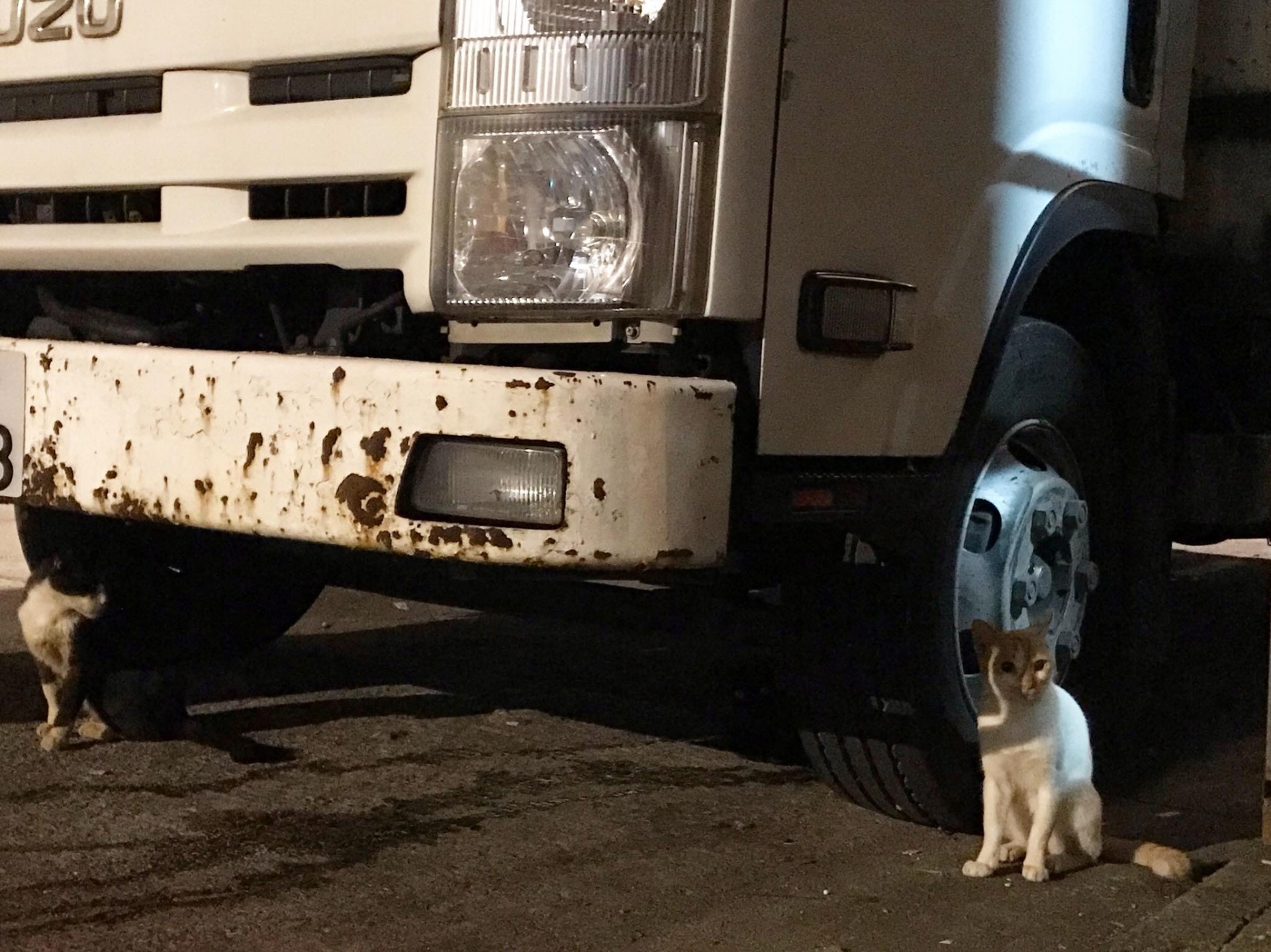 義工表示日後仍會繼續餵貓。 (受訪者提供) 義工表示日後仍會繼續餵貓。 (受訪者提供)