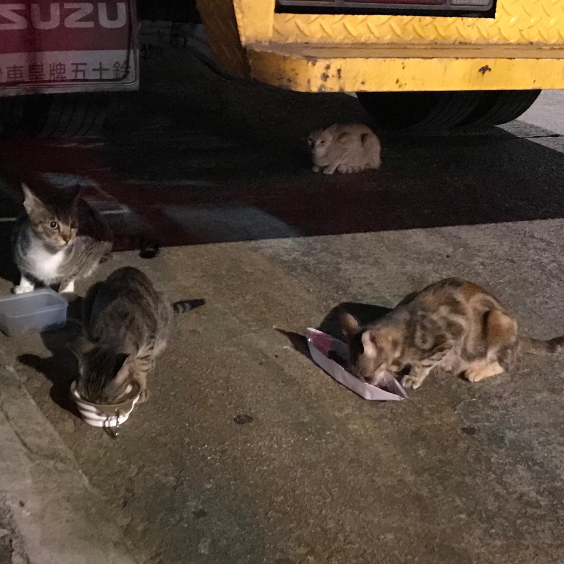 由於流浪貓怕人,只會在凌晨時分,才願意出來走動。 (受訪者提供) 由於流浪貓怕人,只會在凌晨時分,才願意出來走動。 (受訪者提供)