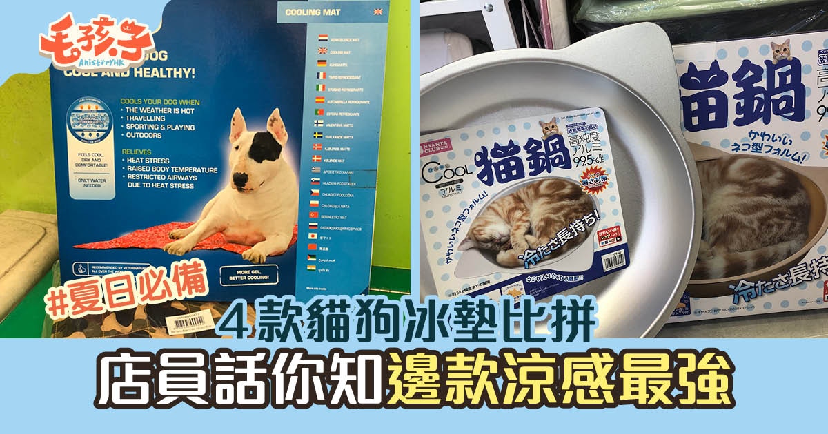 寵物消暑 4款貓狗冰墊大比拼這款涼感最強但弱點是 香港01 寵物