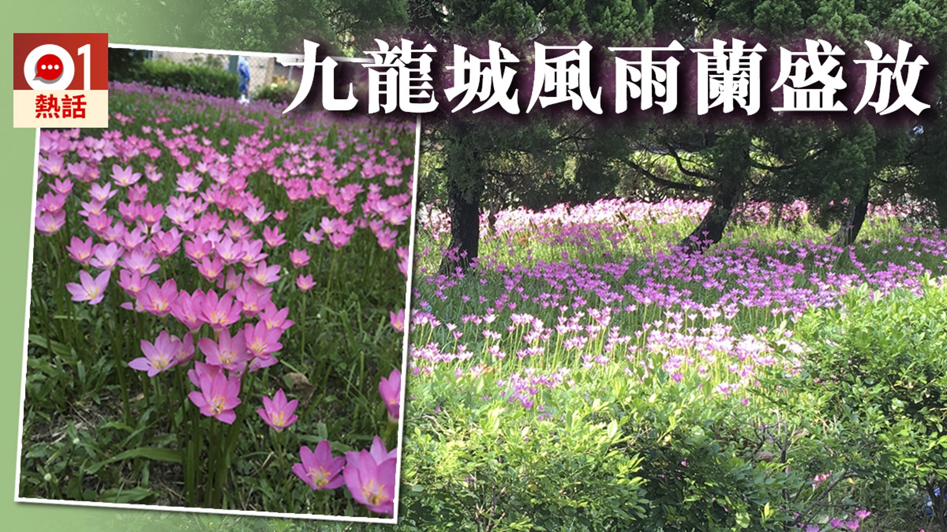 九龍城賈炳達道公園風雨蘭盛放街坊 近日難得一見美景 九龍城賈炳達道公園風雨蘭盛放街坊 近日難得一見美景