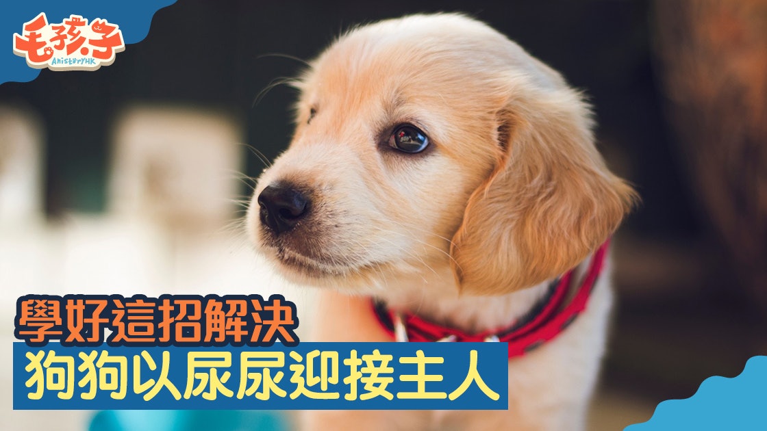 狗行為 看見主人太興奮以尿迎人 學懂正確解決方法 香港01 寵物 狗行為 看見主人太興奮以尿迎人 學懂正確解決方法 香港01 寵物