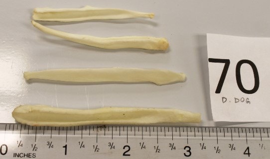 為何人類陰莖沒有骨 科學家或已找到答案 香港01 即時國際