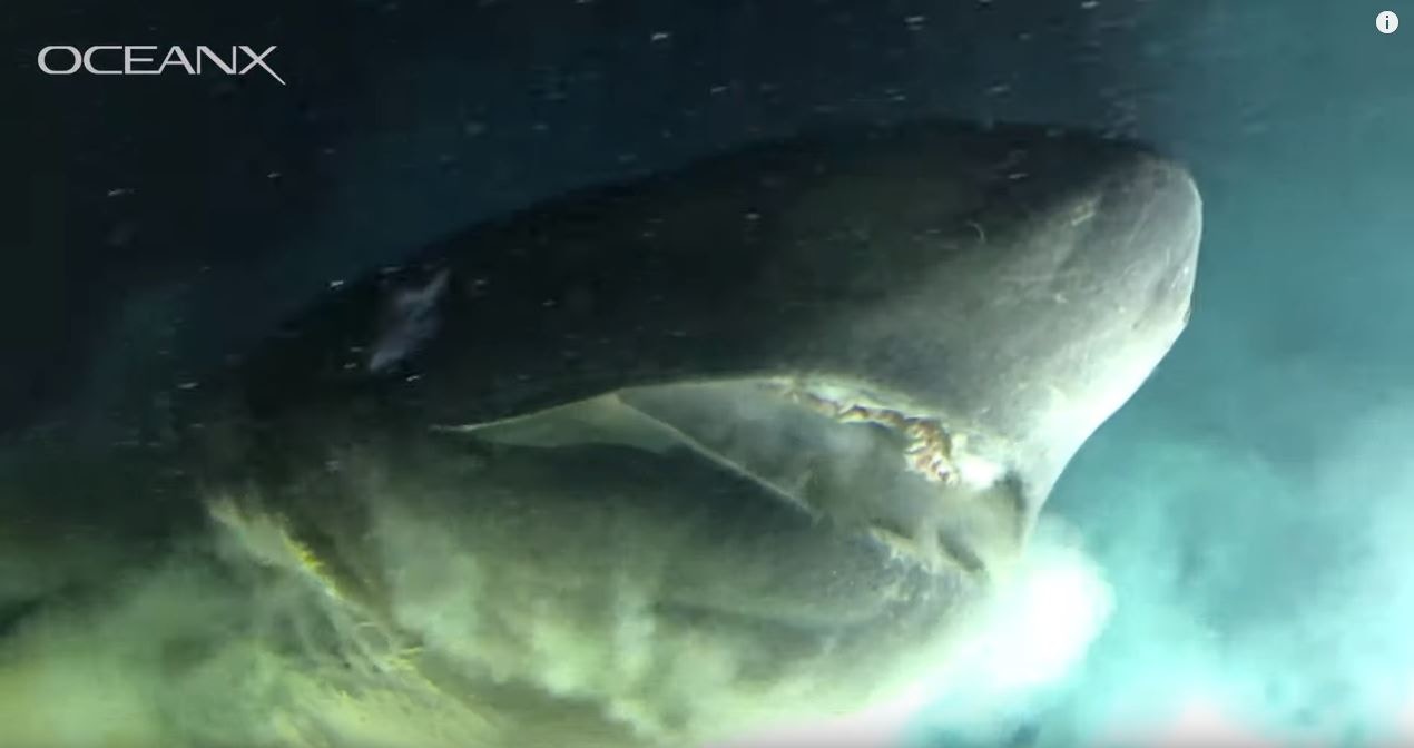 其間巨鯊游近潛水艇，突然張開血盤大口。（YouTube片段截圖）
