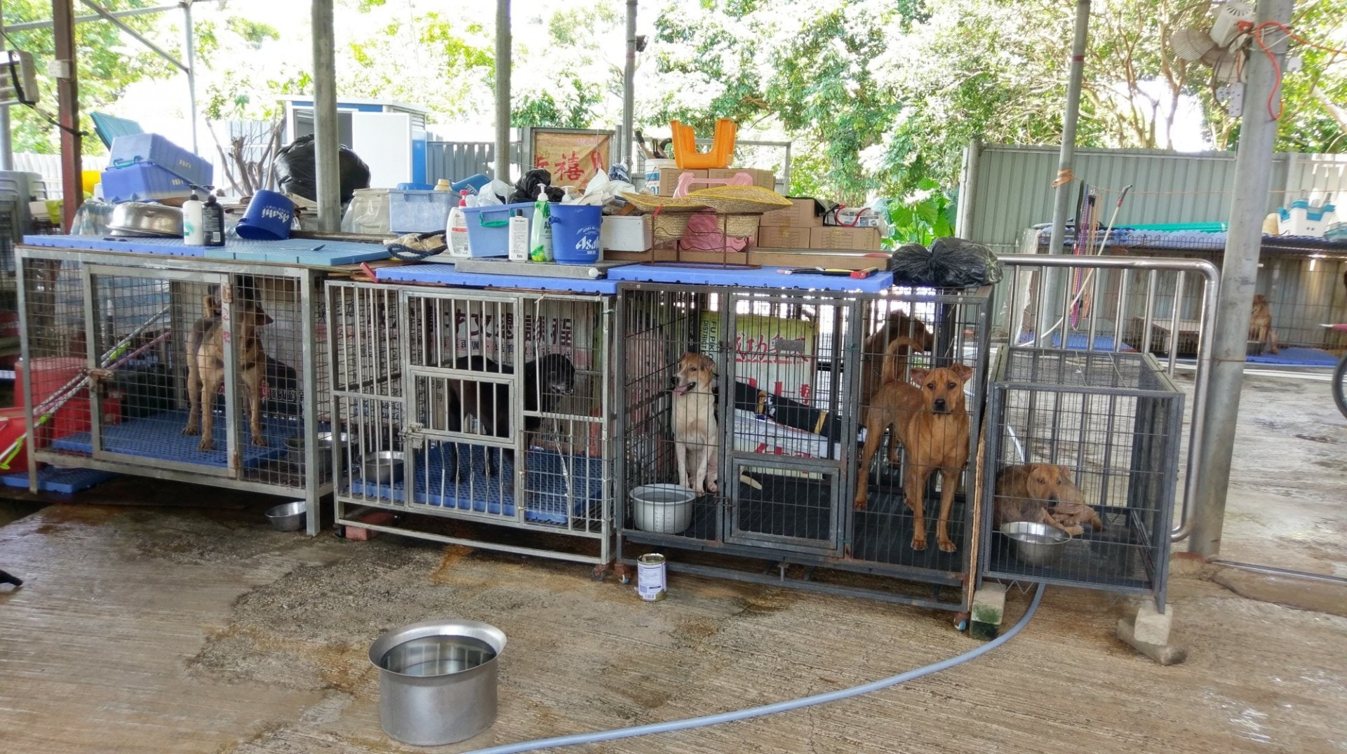 全靠民間捐款和義工們出錢出力營運的「大樹下」,狗場內收養了約100隻被遺棄狗隻,當中有不少是年紀較大、患病的狗隻,很大機會會在「大樹下」終老。(尹蔚瑩攝) 全靠民間捐款和義工們出錢出力營運的「大樹下」,狗場內收養了約100隻被遺棄狗隻,當中有不少是年紀較大、患病的狗隻,很大機會會在「大樹下」終老。(尹蔚瑩攝)