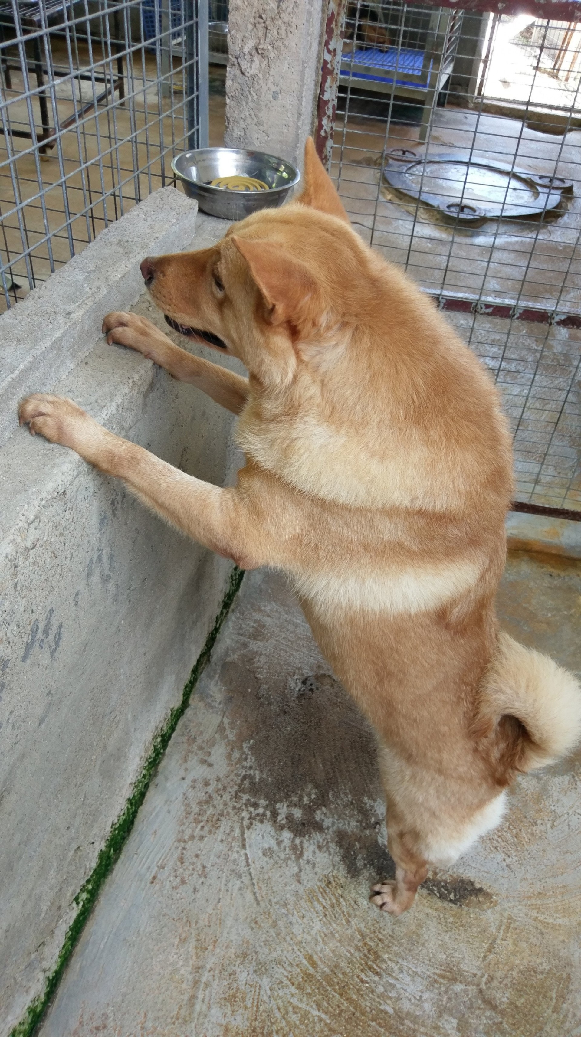 自來是其中一隻令燕姐留下深刻印象的狗隻,她憶述,某個冬天,她在「大樹下」山腳遇到流浪的自來。燕姐怕牠挨餓受凍,於是在山腳放下食物和鋪有棉被的狗籠。自來慢慢對燕姐愈加信任,其後更自己走到「大樹下」,正式成為其中一位「住客」。(尹蔚瑩攝) 自來是其中一隻令燕姐留下深刻印象的狗隻,她憶述,某個冬天,她在「大樹下」山腳遇到流浪的自來。燕姐怕牠挨餓受凍,於是在山腳放下食物和鋪有棉被的狗籠。自來慢慢對燕姐愈加信任,其後更自己走到「大樹下」,正式成為其中一位「住客」。(尹蔚瑩攝)