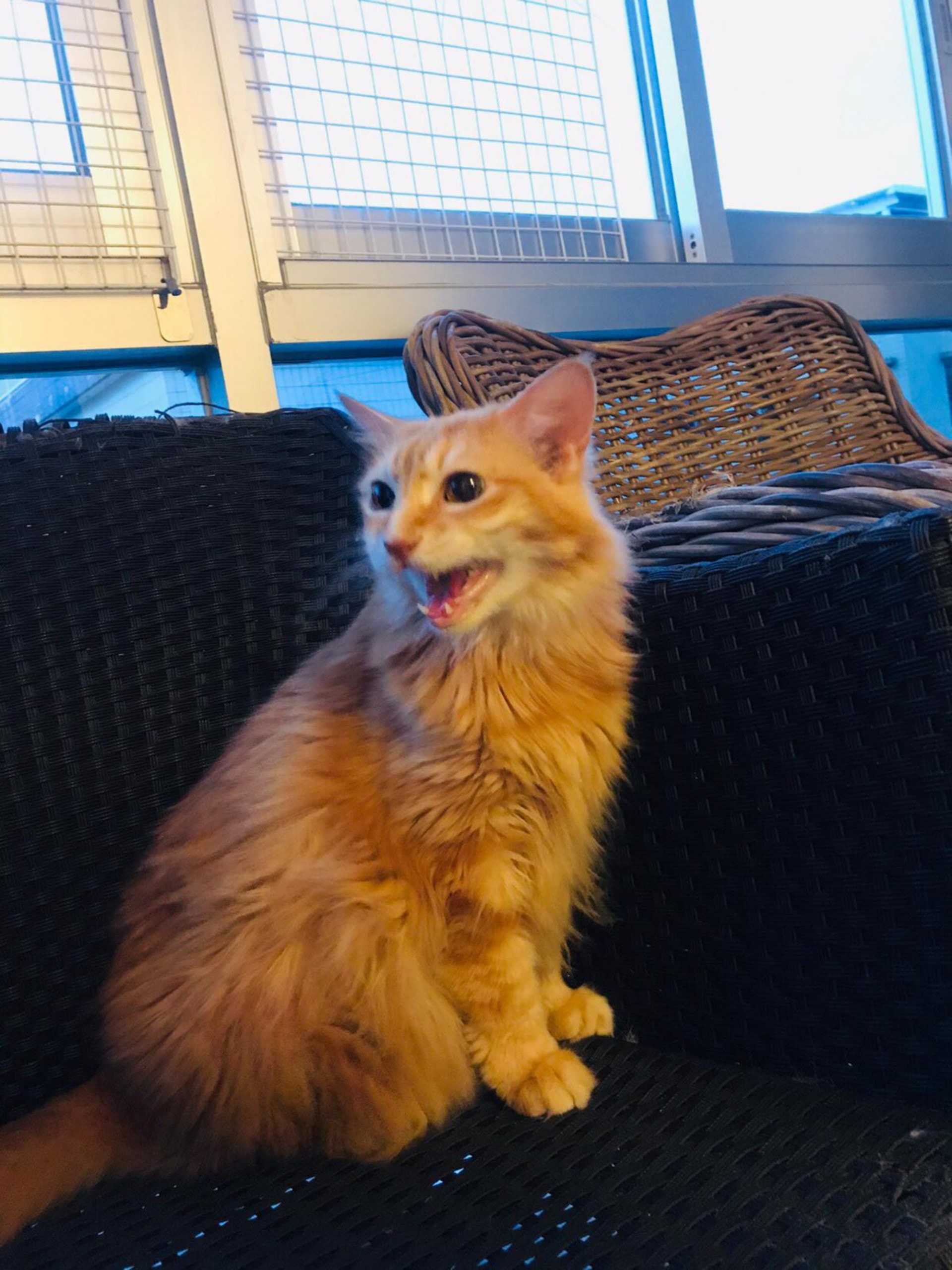 基於燕姐的身體狀況難以繼續照顧家中30多隻暫託貓隻,「大樹下」希望能在場內其中一座建築物的二樓,興建貓舍,以確保場內貓狗完全分隔,以免貓狗打架,發生意外。(相片由「大樹下」提供) 基於燕姐的身體狀況難以繼續照顧家中30多隻暫託貓隻,「大樹下」希望能在場內其中一座建築物的二樓,興建貓舍,以確保場內貓狗完全分隔,以免貓狗打架,發生意外。(相片由「大樹下」提供)