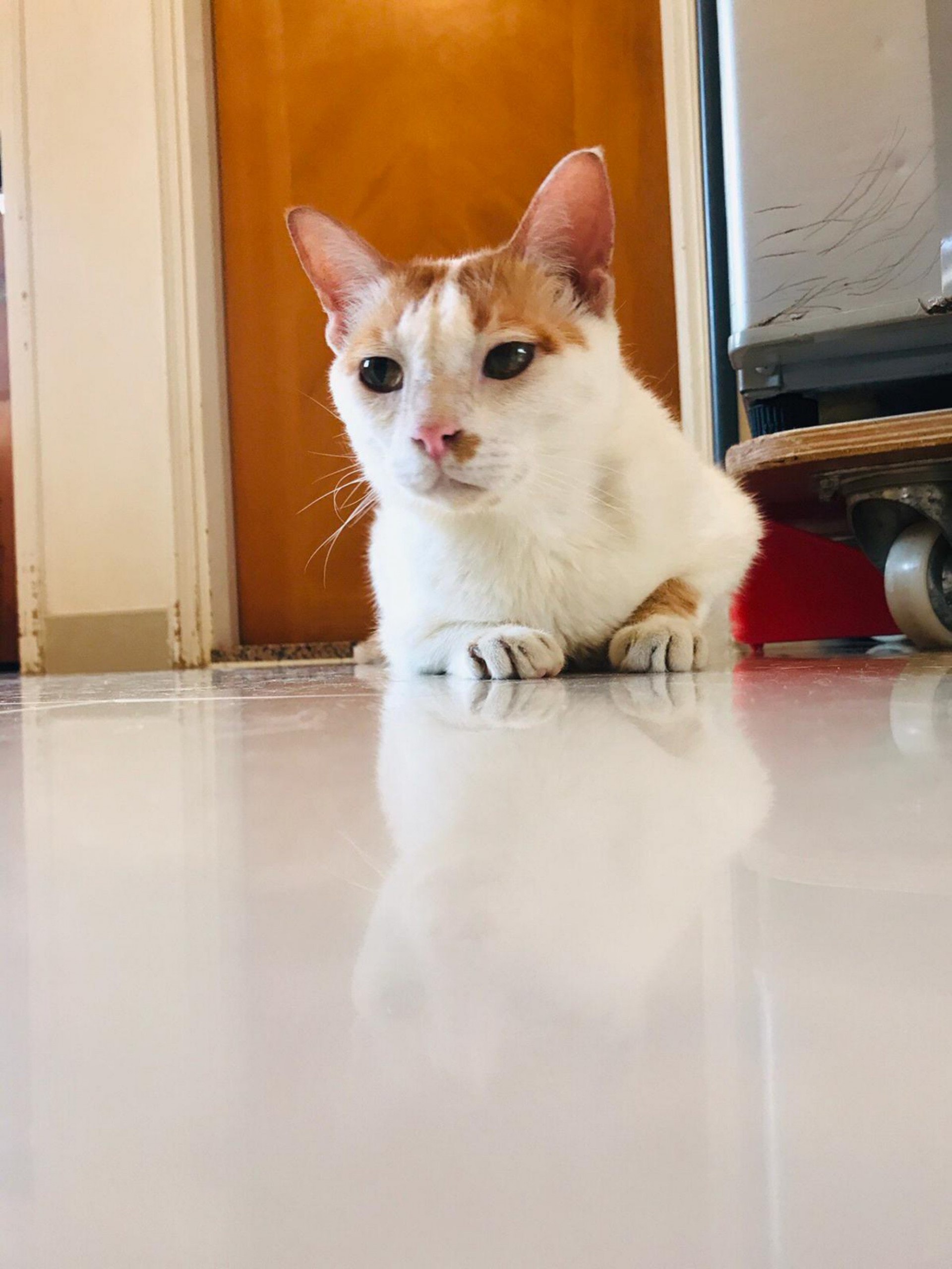 基於燕姐的身體狀況難以繼續照顧家中30多隻暫託貓隻,「大樹下」希望能在場內其中一座建築物的二樓,興建貓舍,以確保場內貓狗完全分隔,以免貓狗打架,發生意外。(相片由「大樹下」提供) 基於燕姐的身體狀況難以繼續照顧家中30多隻暫託貓隻,「大樹下」希望能在場內其中一座建築物的二樓,興建貓舍,以確保場內貓狗完全分隔,以免貓狗打架,發生意外。(相片由「大樹下」提供)