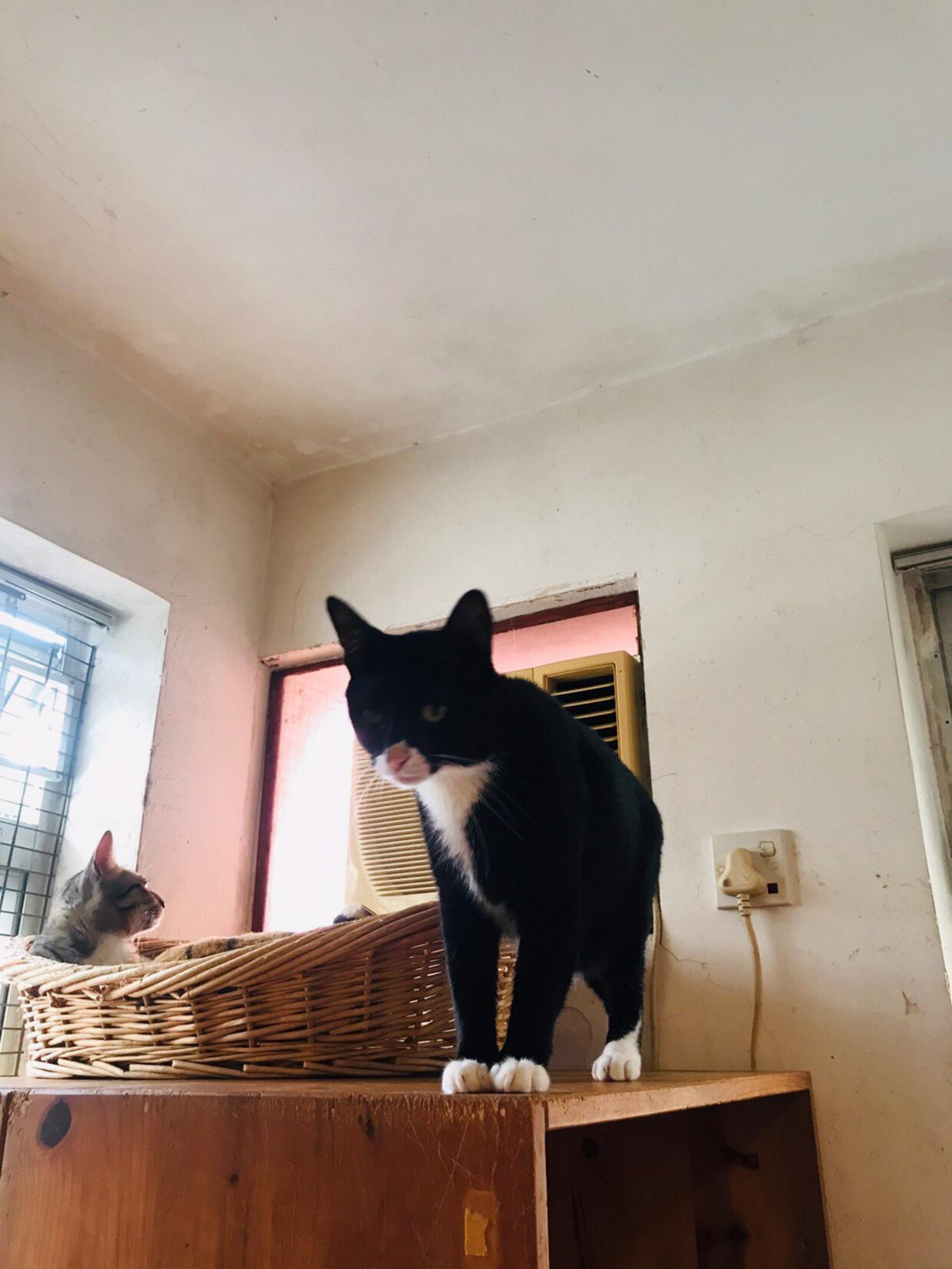 基於燕姐的身體狀況難以繼續照顧家中30多隻暫託貓隻,「大樹下」希望能在場內其中一座建築物的二樓,興建貓舍,以確保場內貓狗完全分隔,以免貓狗打架,發生意外。(相片由「大樹下」提供) 基於燕姐的身體狀況難以繼續照顧家中30多隻暫託貓隻,「大樹下」希望能在場內其中一座建築物的二樓,興建貓舍,以確保場內貓狗完全分隔,以免貓狗打架,發生意外。(相片由「大樹下」提供)