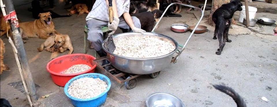 成興隆為屯門藍地菜市場旁邊的狗場提供肉碎,為場內數十隻流浪狗提供溫飽。(受訪者提供) 成興隆為屯門藍地菜市場旁邊的狗場提供肉碎,為場內數十隻流浪狗提供溫飽。(受訪者提供)