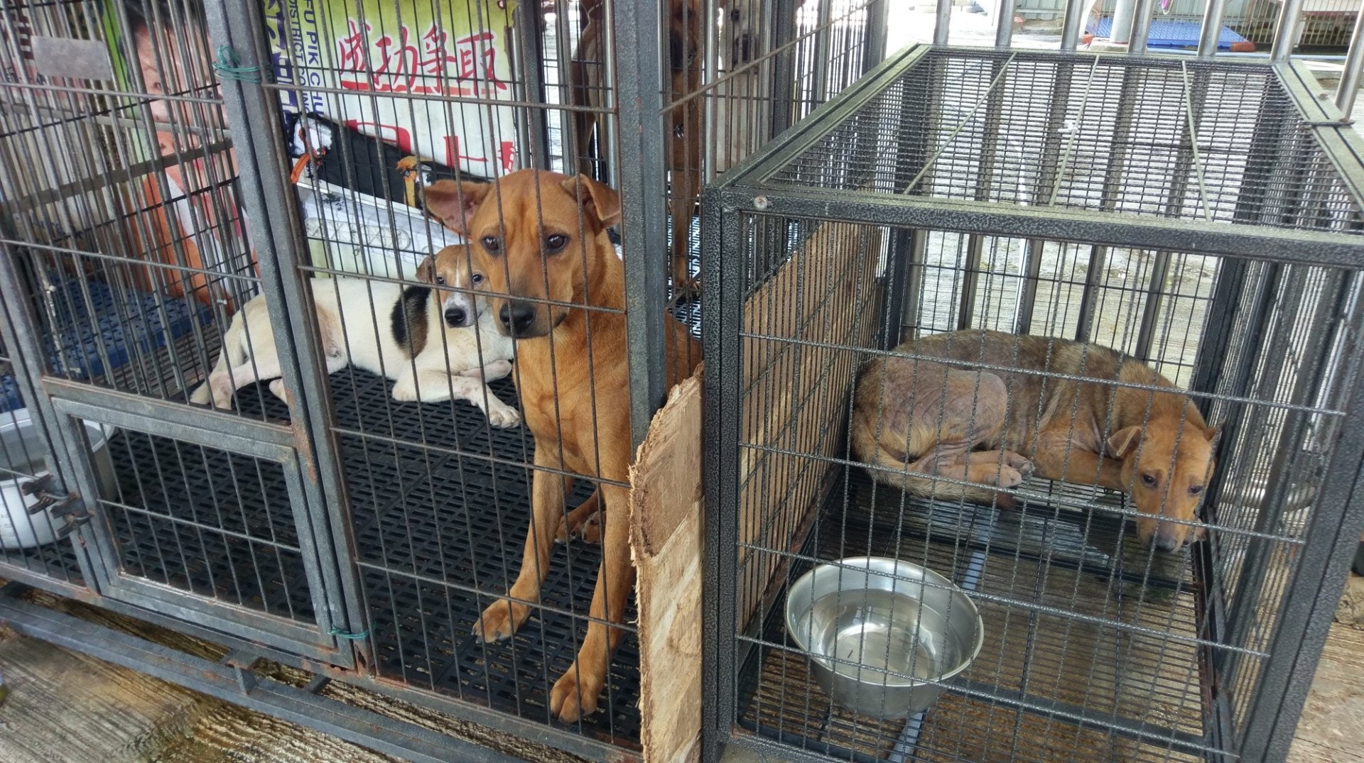 如不少「大樹下」的「住客」般,剛獲收養時,高高(右一)和興興(左一)都會感到不安,甚或對一眾義工存有戒心,深怕會被人傷害,但在義工們悉心照顧下,牠們很快便融入了「大樹下」這個大家庭。(尹蔚瑩攝) 如不少「大樹下」的「住客」般,剛獲收養時,高高(右一)和興興(左一)都會感到不安,甚或對一眾義工存有戒心,深怕會被人傷害,但在義工們悉心照顧下,牠們很快便融入了「大樹下」這個大家庭。(尹蔚瑩攝)