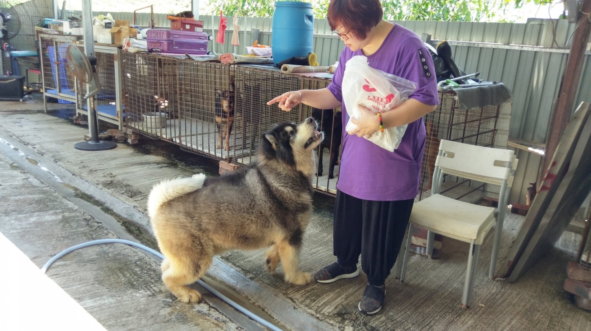 JoJo表示,「大樹下」義工除了照顧狗場內狗隻的飲食,亦會為牠們清潔、捉蚤、梳毛等。(尹蔚瑩攝) JoJo表示,「大樹下」義工除了照顧狗場內狗隻的飲食,亦會為牠們清潔、捉蚤、梳毛等。(尹蔚瑩攝)