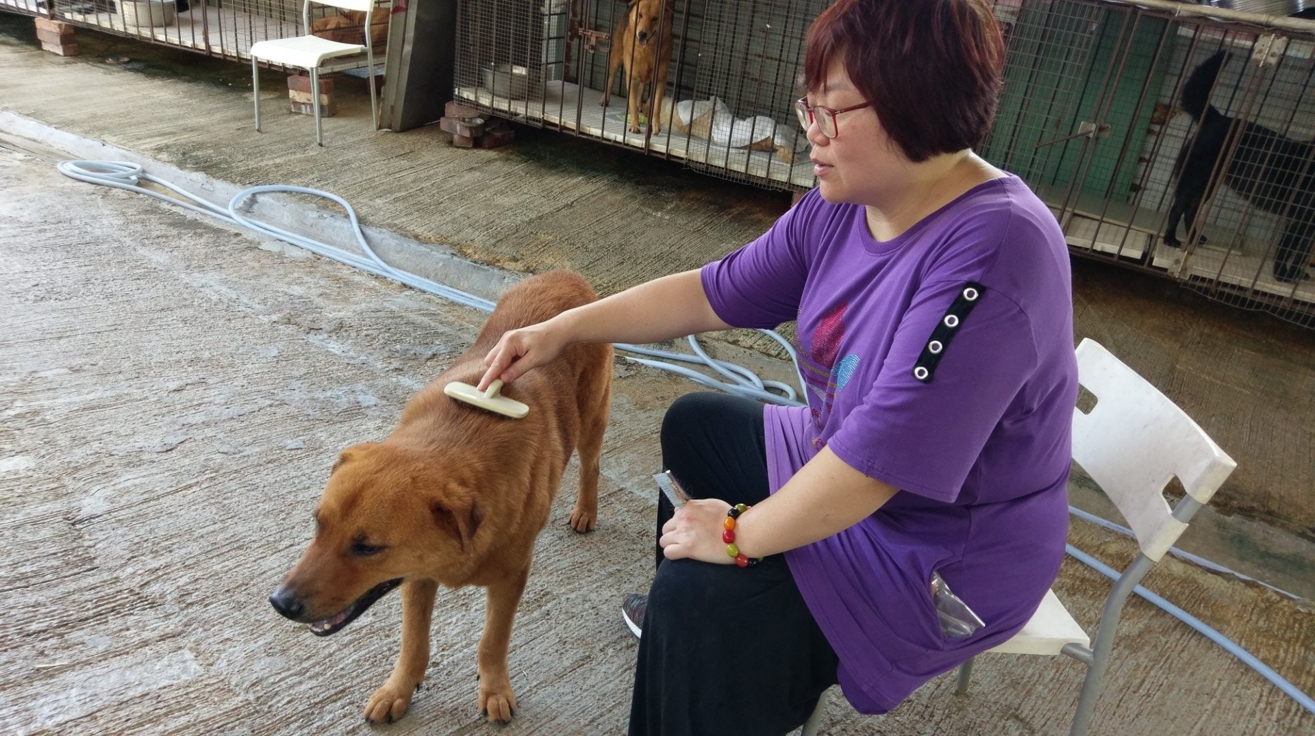 JoJo表示,「大樹下」義工除了照顧狗場內狗隻的飲食,亦會為牠們清潔、捉蚤、梳毛等。(尹蔚瑩攝) JoJo表示,「大樹下」義工除了照顧狗場內狗隻的飲食,亦會為牠們清潔、捉蚤、梳毛等。(尹蔚瑩攝)