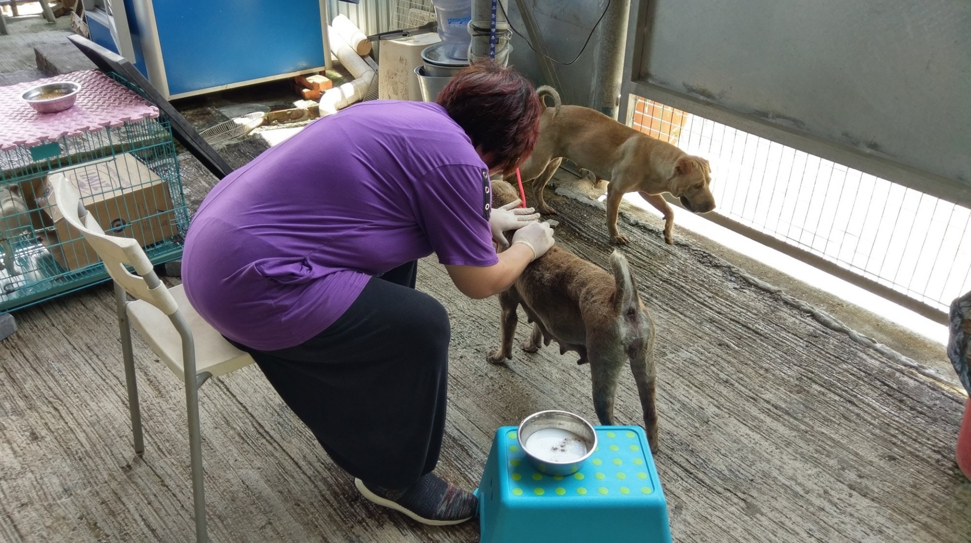 JoJo表示,「大樹下」義工除了照顧狗場內狗隻的飲食,亦會為牠們清潔、捉蚤、梳毛等。(尹蔚瑩攝) JoJo表示,「大樹下」義工除了照顧狗場內狗隻的飲食,亦會為牠們清潔、捉蚤、梳毛等。(尹蔚瑩攝)