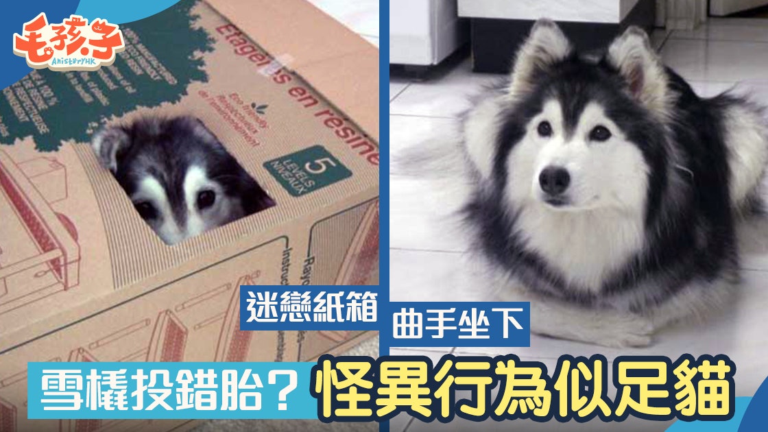 萌寵充電站 雪橇犬生病了 行為舉止似足貓貓原來因為 香港01 寵物 萌寵充電站 雪橇犬生病了 行為舉止似足貓貓原來因為 香港01 寵物