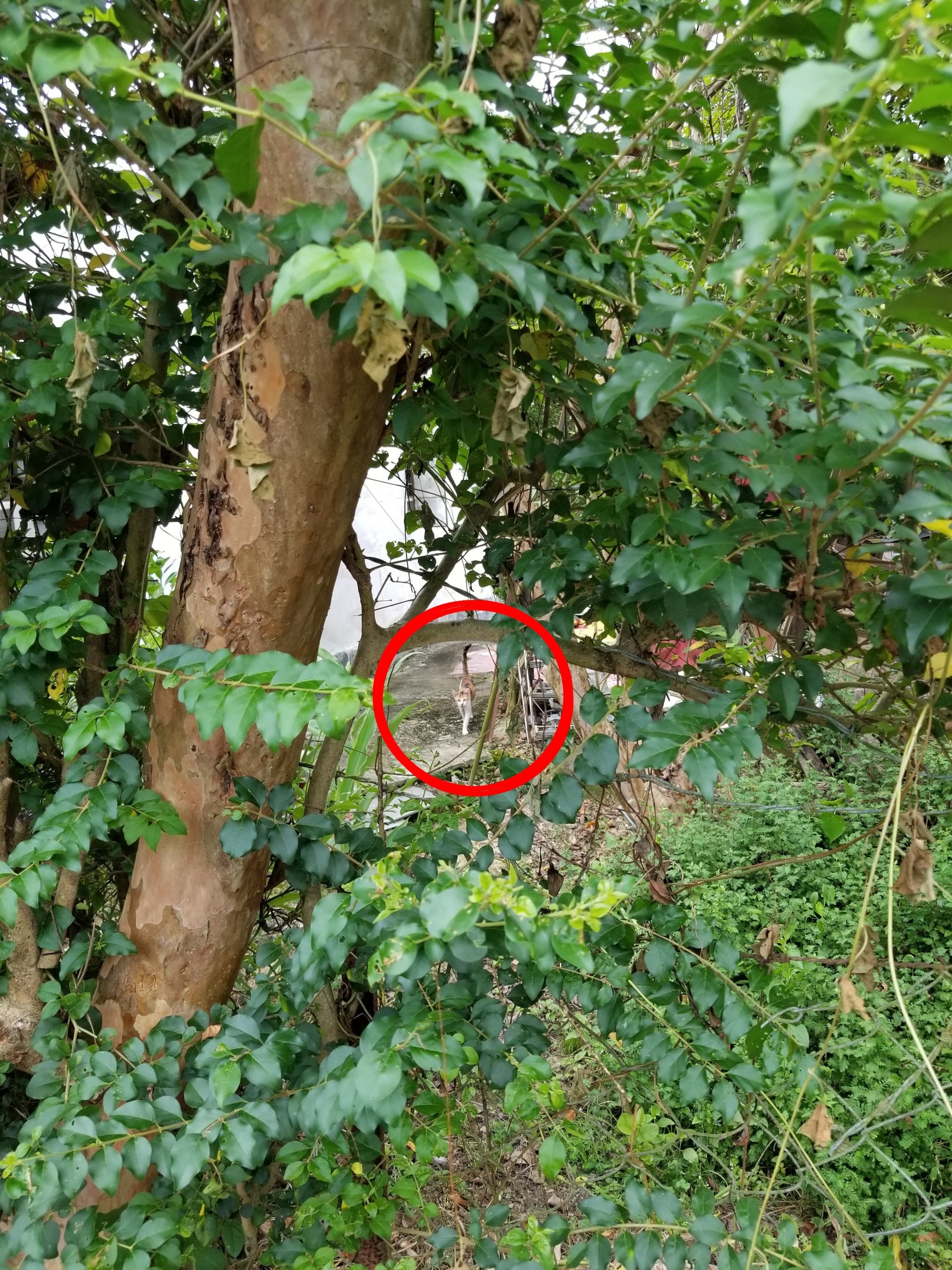 真的從老遠走過來。（受訪者提供）