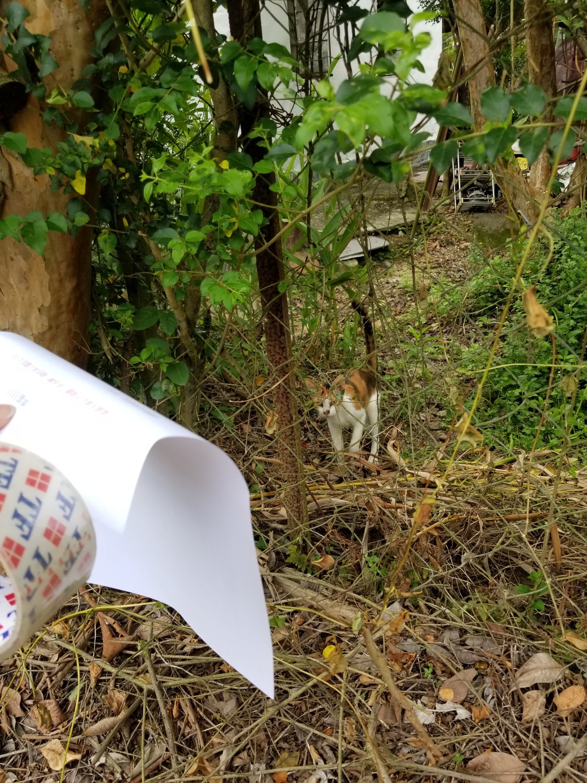 難道牠認識包包？（受訪者提供）