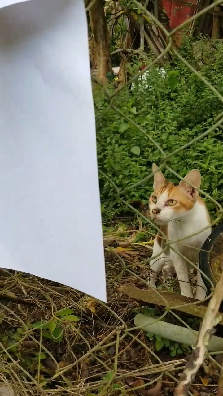 流浪貓凝視著尋貓啟示。（受訪者提供）