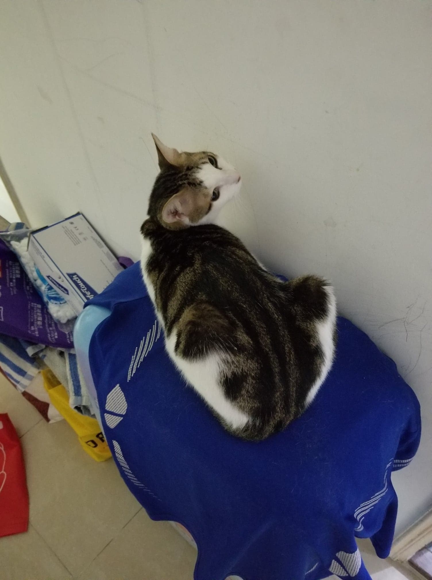 牠跟普通的唐貓外表相似。(受訪者提供) 牠跟普通的唐貓外表相似。(受訪者提供)